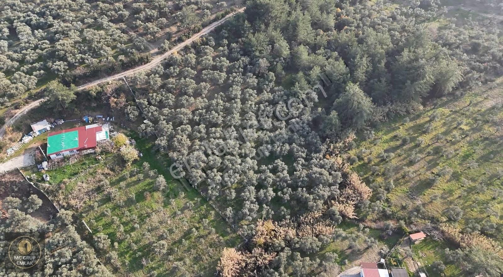 Mc Grup'tan Armutluda Verimli Zeytin Bahçesi - Görsel 18