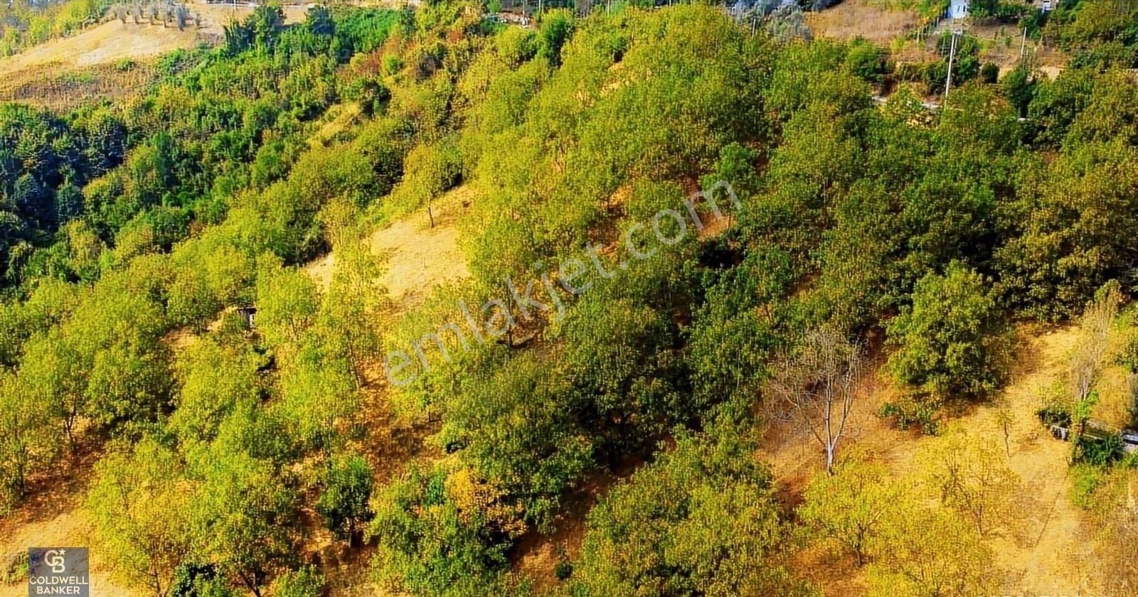 Satılık Gölcük İhsaniye Mahallesinde İmar Sınırında 68 Dönüm - Görsel 21