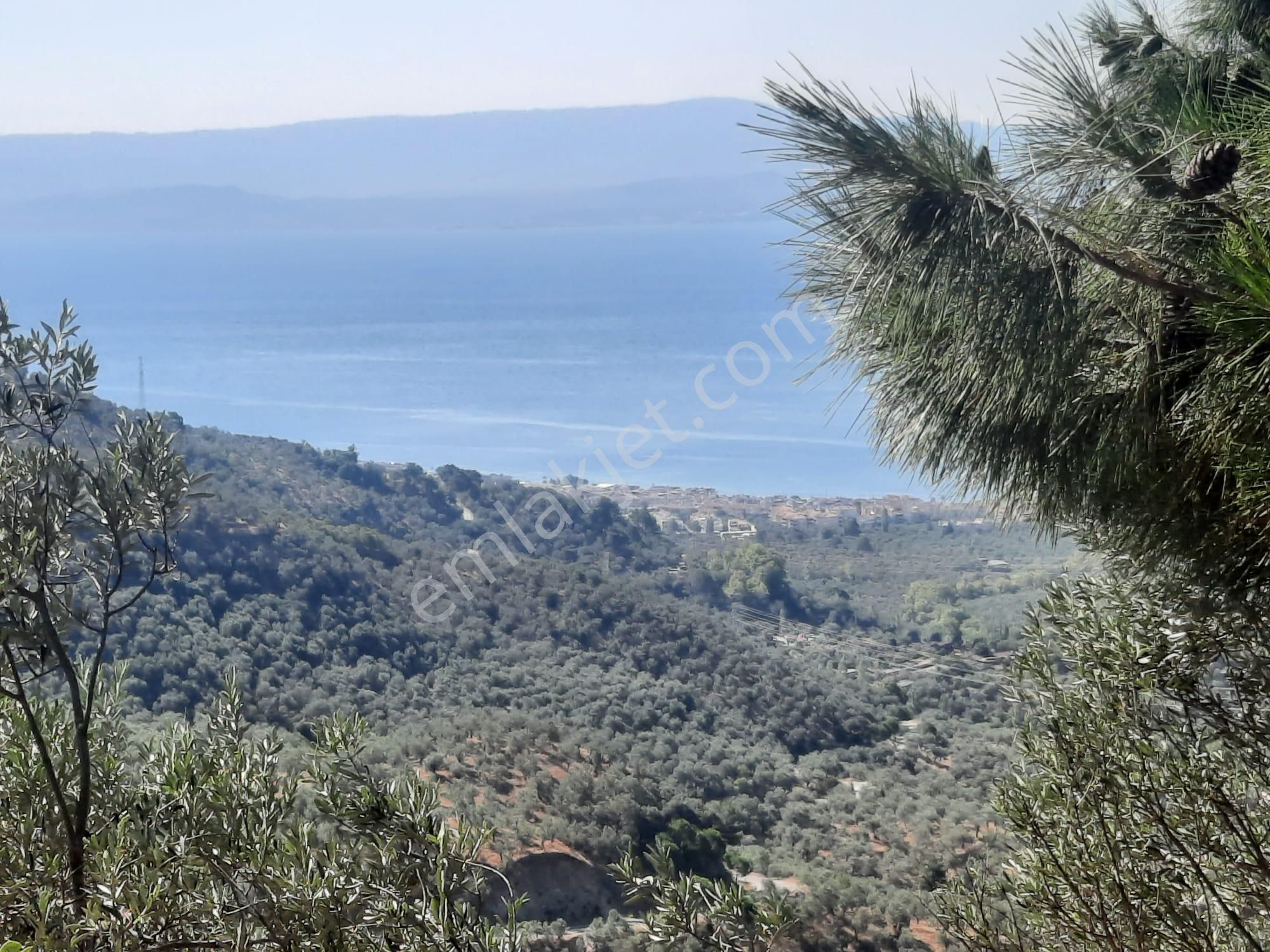 Balıkesir Edremit Altınoluk "da Satılık Deniz Manzaralı 178.008m2 Harika Zeytinlik - Görsel 13