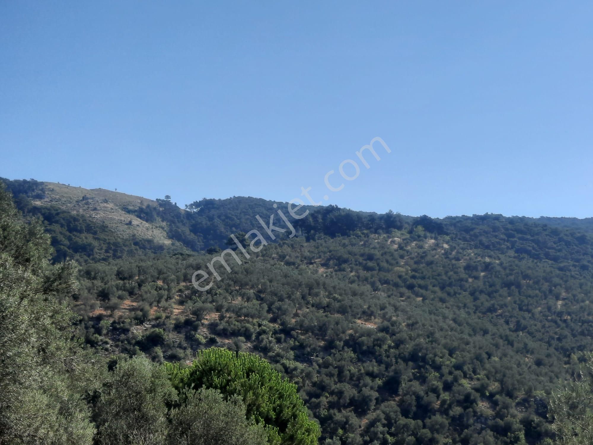 Balıkesir Edremit Altınoluk "da Satılık Deniz Manzaralı 178.008m2 Harika Zeytinlik - Görsel 11