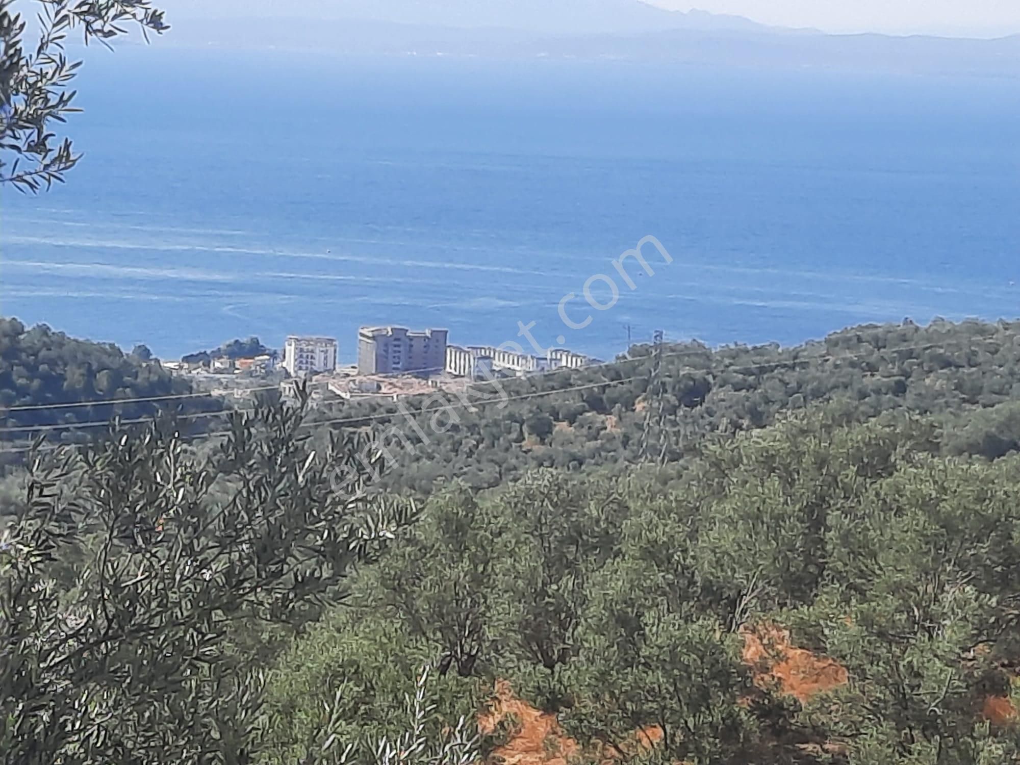 Balıkesir Edremit Altınoluk "da Satılık Deniz Manzaralı 178.008m2 Harika Zeytinlik - Görsel 4