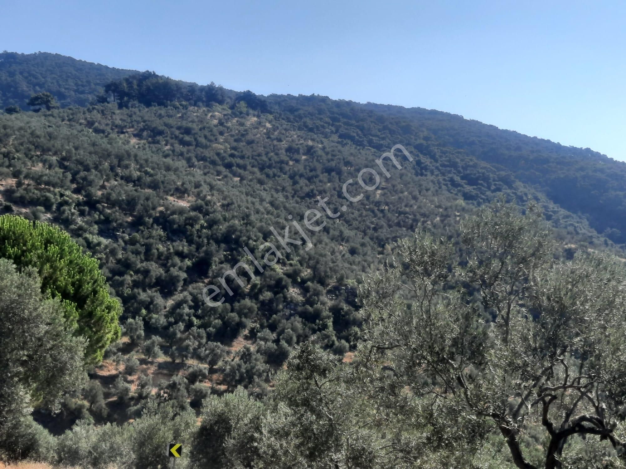 Balıkesir Edremit Altınoluk "da Satılık Deniz Manzaralı 178.008m2 Harika Zeytinlik - Görsel 10