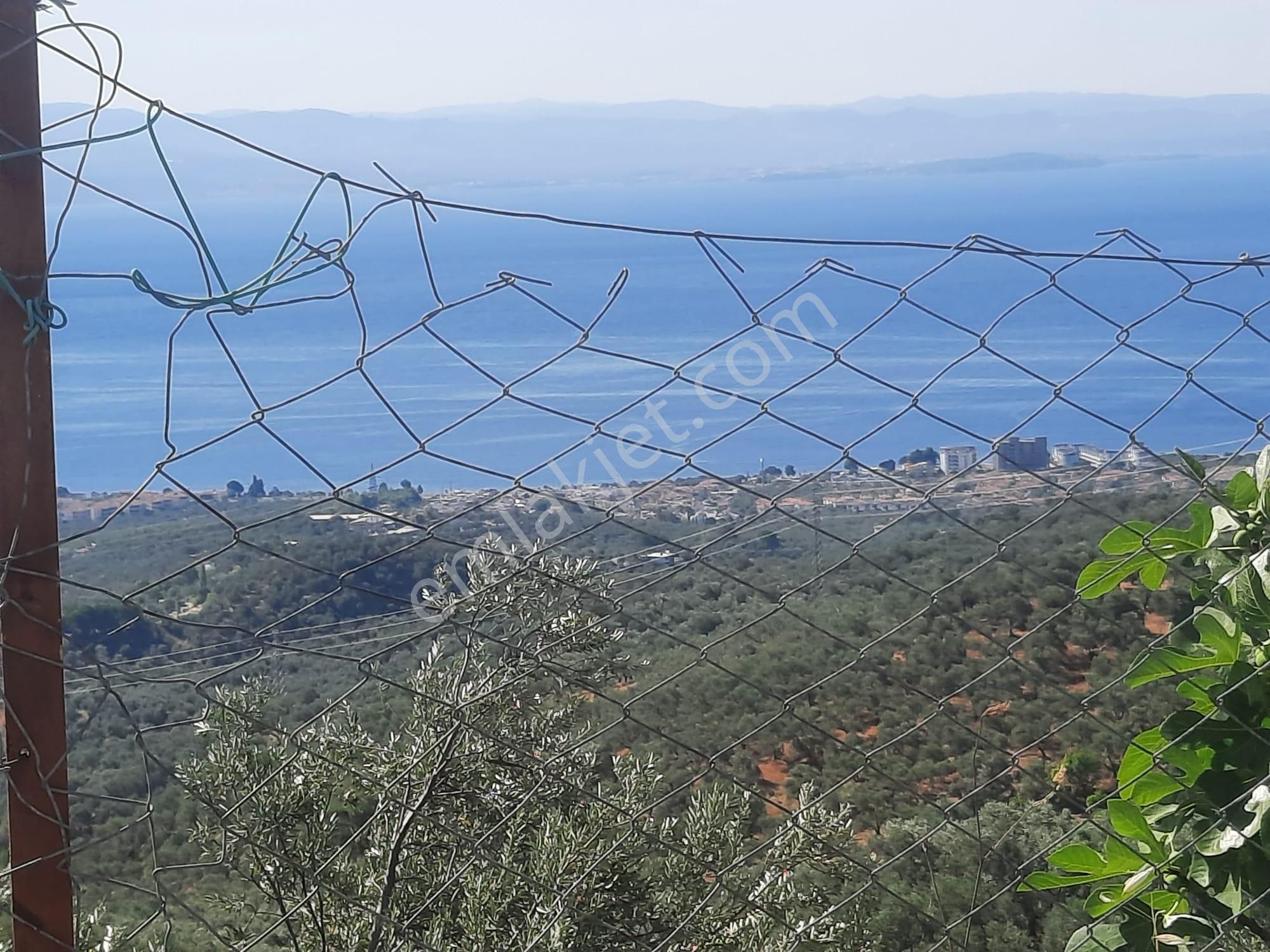 Balıkesir Edremit Altınoluk "da Satılık Deniz Manzaralı 178.008m2 Harika Zeytinlik - Görsel 7