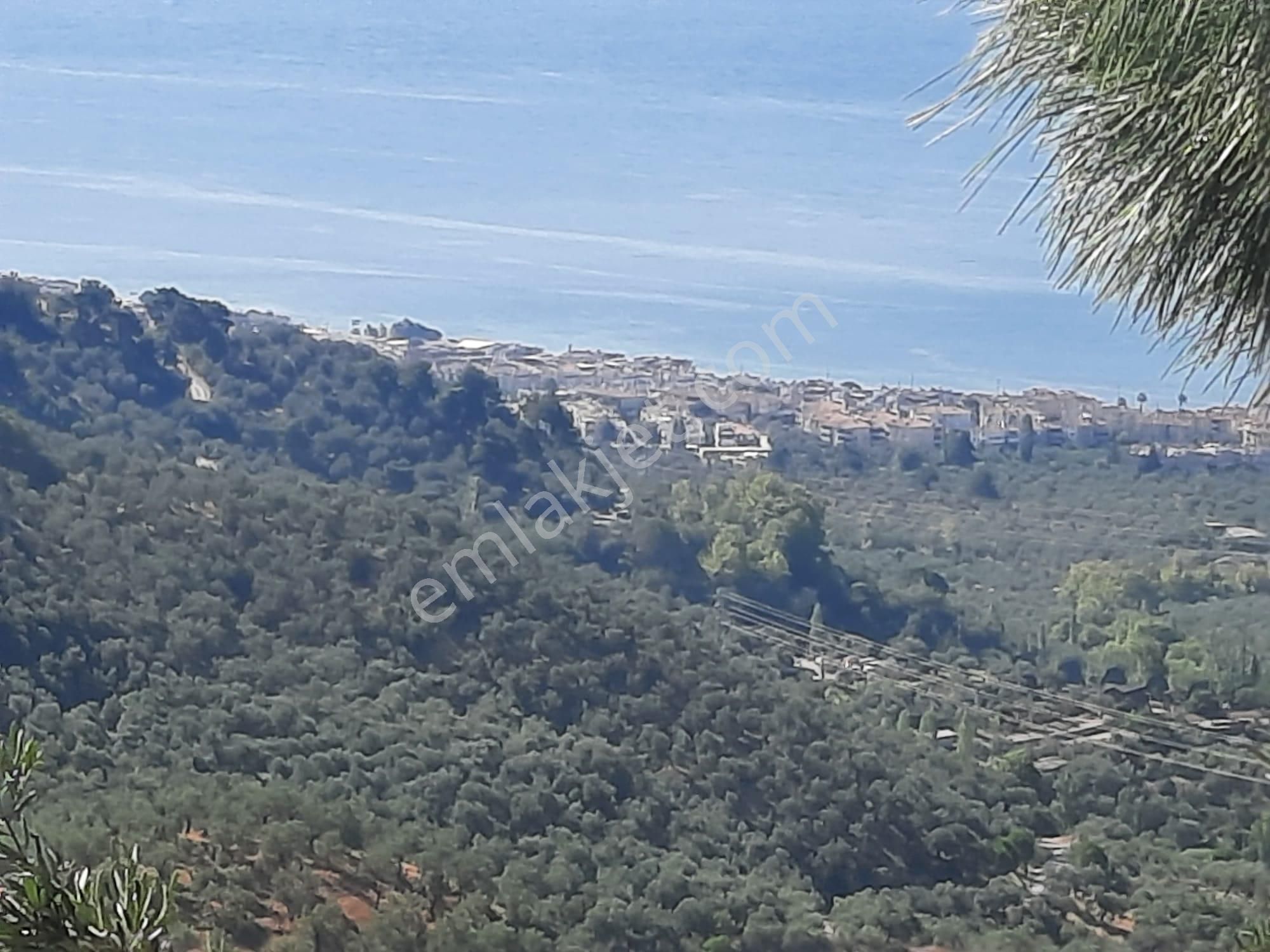 Balıkesir Edremit Altınoluk "da Satılık Deniz Manzaralı 178.008m2 Harika Zeytinlik - Görsel 12