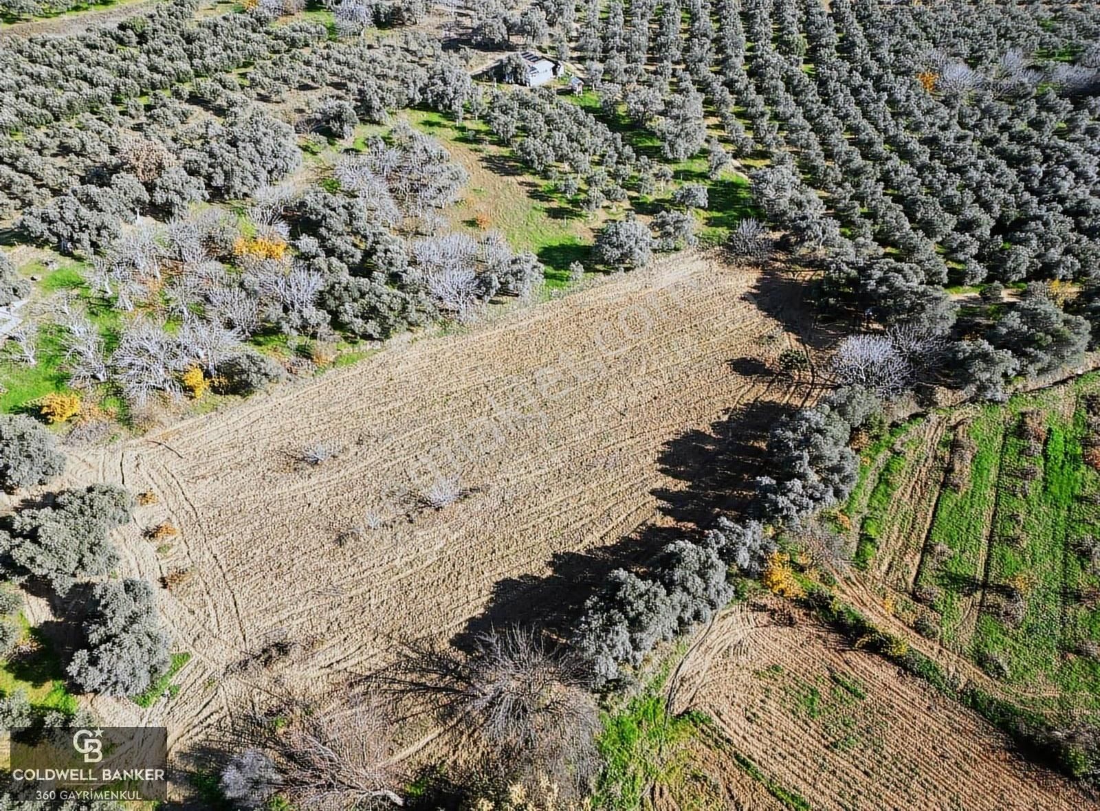 İzmir/torbalı/karakızlar Tek Tapu 3.677 M2 Satılık Tarla