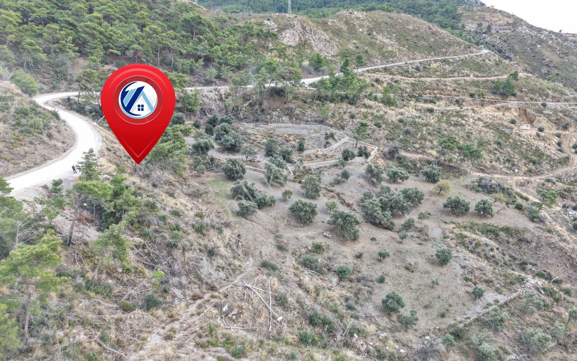 Datça Mesudiyede Panoramik Deniz Manzaralı 7.609m² Zeytinlik - Görsel 24