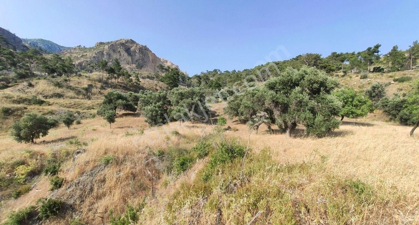 Datça Mesudiyede Panoramik Deniz Manzaralı 7.609m² Zeytinlik - Görsel 33