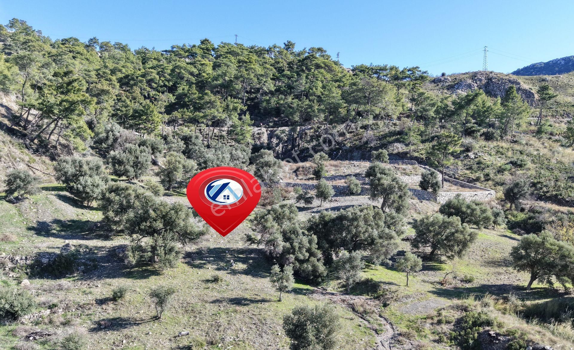 Datça Mesudiyede Panoramik Deniz Manzaralı 7.609m² Zeytinlik - Görsel 13
