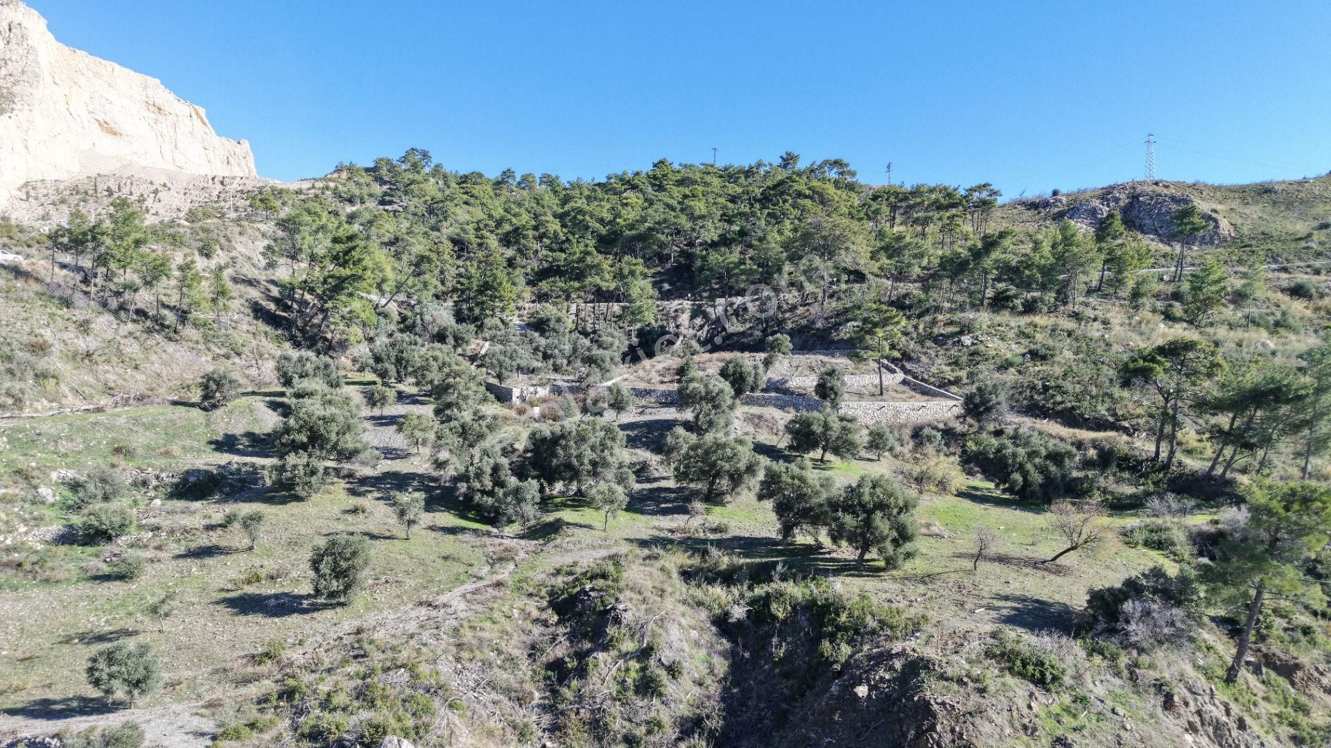Datça Mesudiyede Panoramik Deniz Manzaralı 7.609m² Zeytinlik - Görsel 15