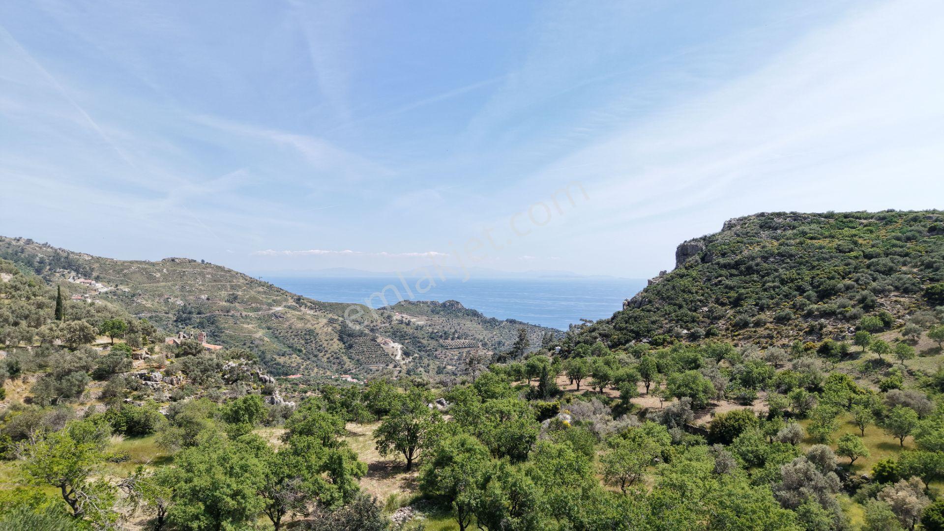 Datça Mesudiyede Panoramik Deniz Manzaralı 7.609m² Zeytinlik - Görsel 21
