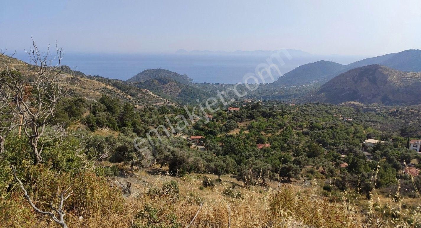 Datça Mesudiyede Panoramik Deniz Manzaralı 7.609m² Zeytinlik - Görsel 32