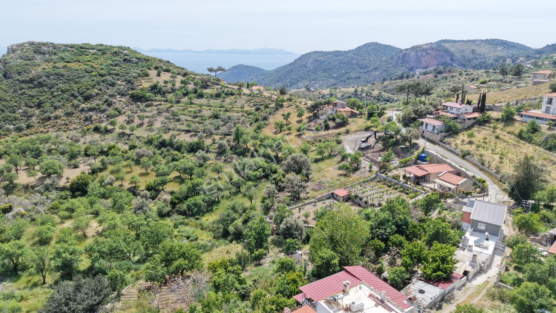 Datça Mesudiyede Panoramik Deniz Manzaralı 7.609m² Zeytinlik - Görsel 35