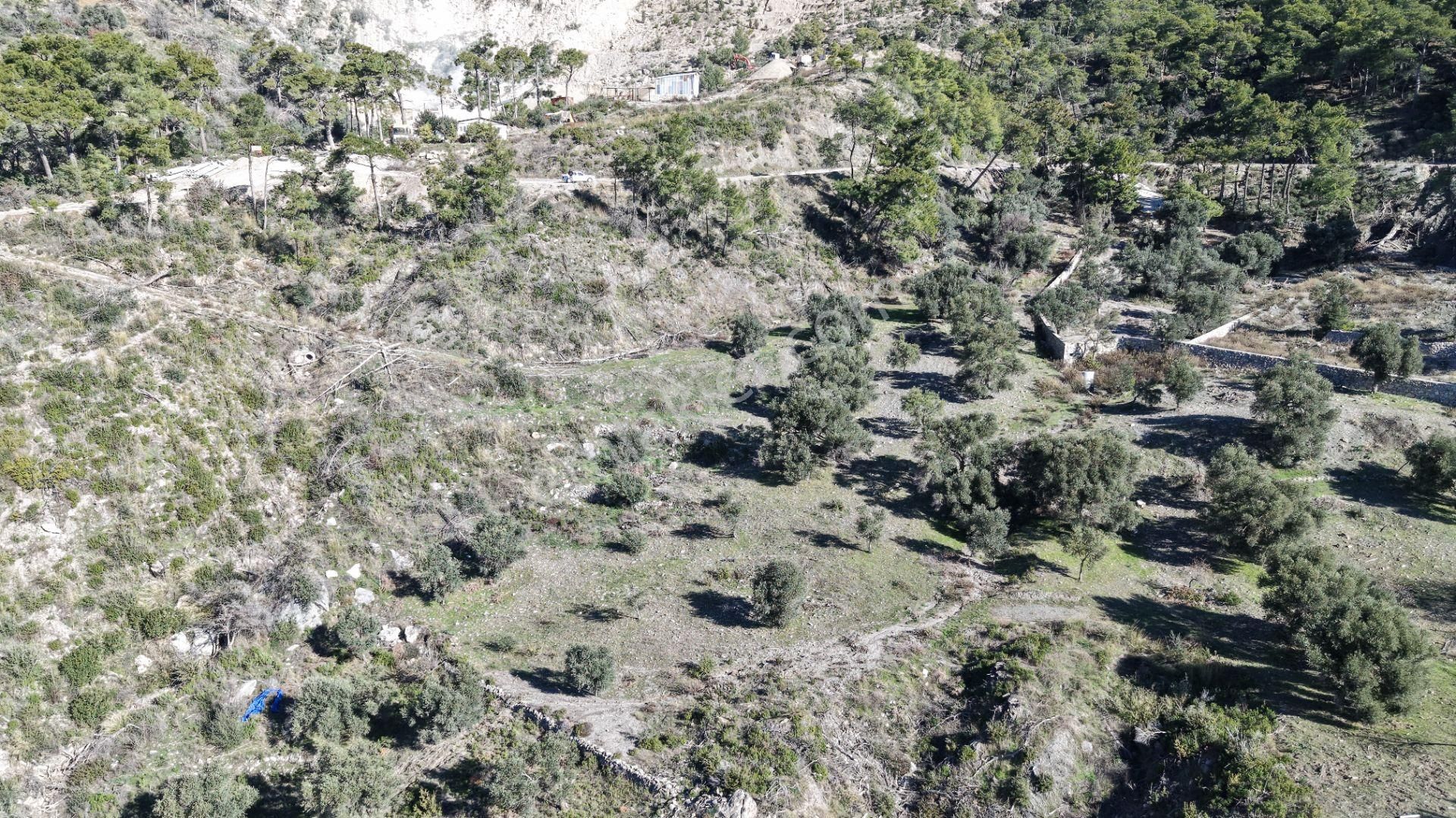Datça Mesudiyede Panoramik Deniz Manzaralı 7.609m² Zeytinlik - Görsel 12