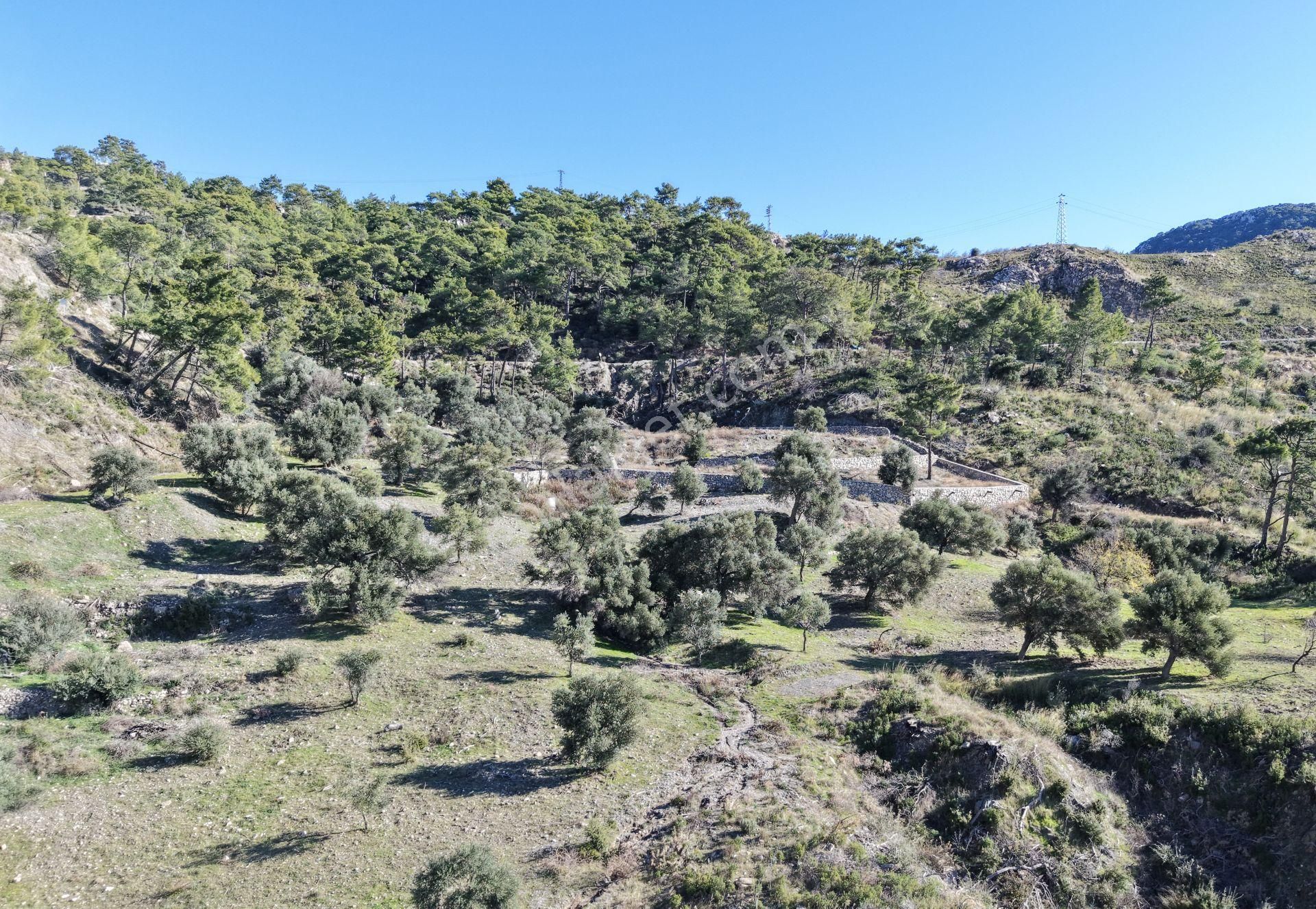 Datça Mesudiyede Panoramik Deniz Manzaralı 7.609m² Zeytinlik - Görsel 14