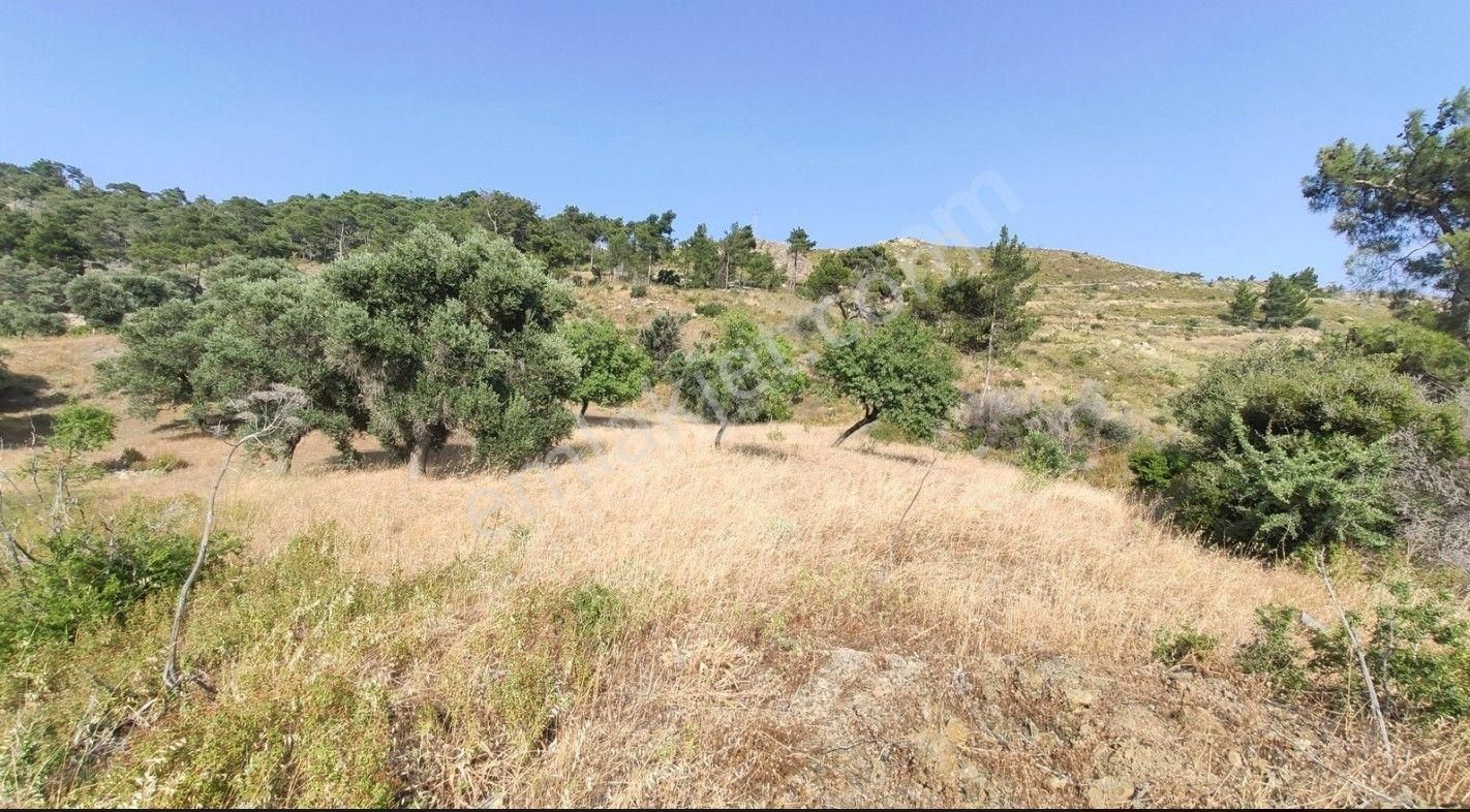 Datça Mesudiyede Panoramik Deniz Manzaralı 7.609m² Zeytinlik - Görsel 31