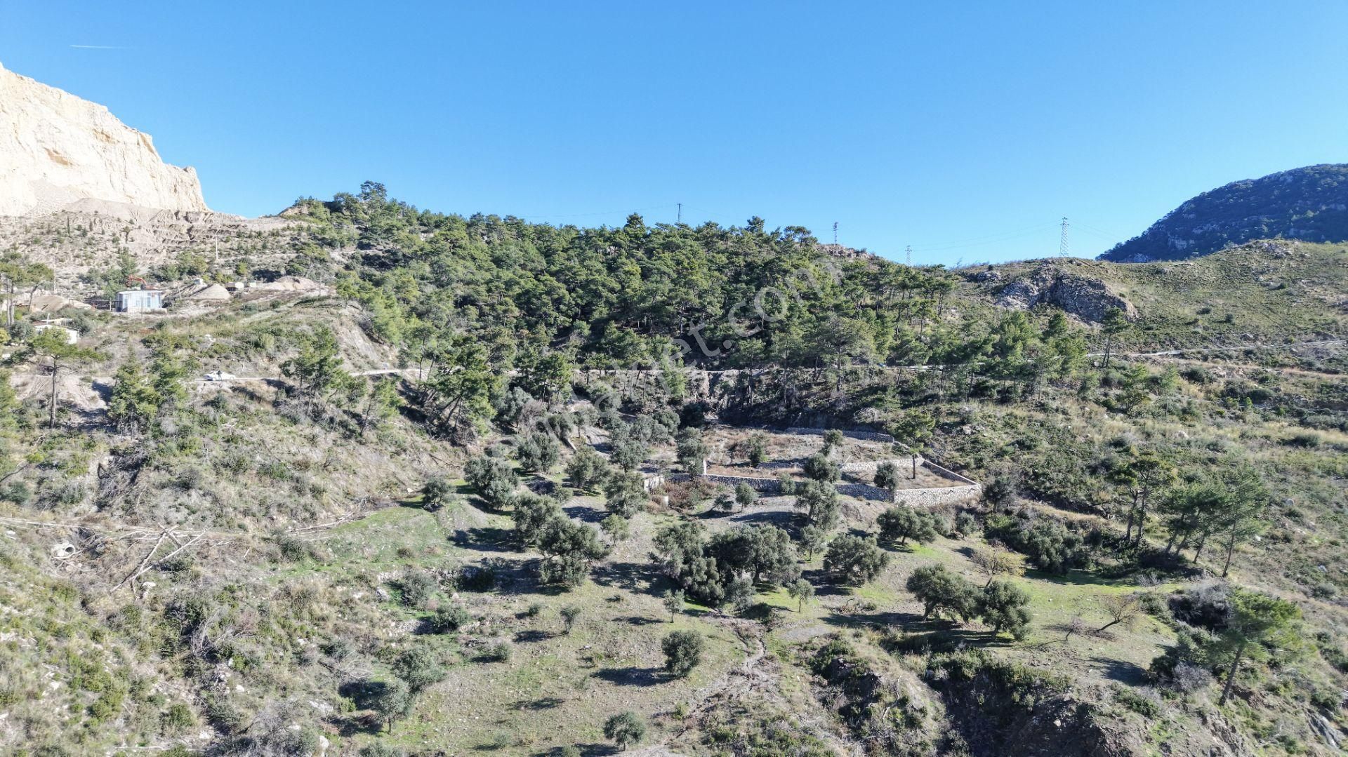 Datça Mesudiyede Panoramik Deniz Manzaralı 7.609m² Zeytinlik - Görsel 23