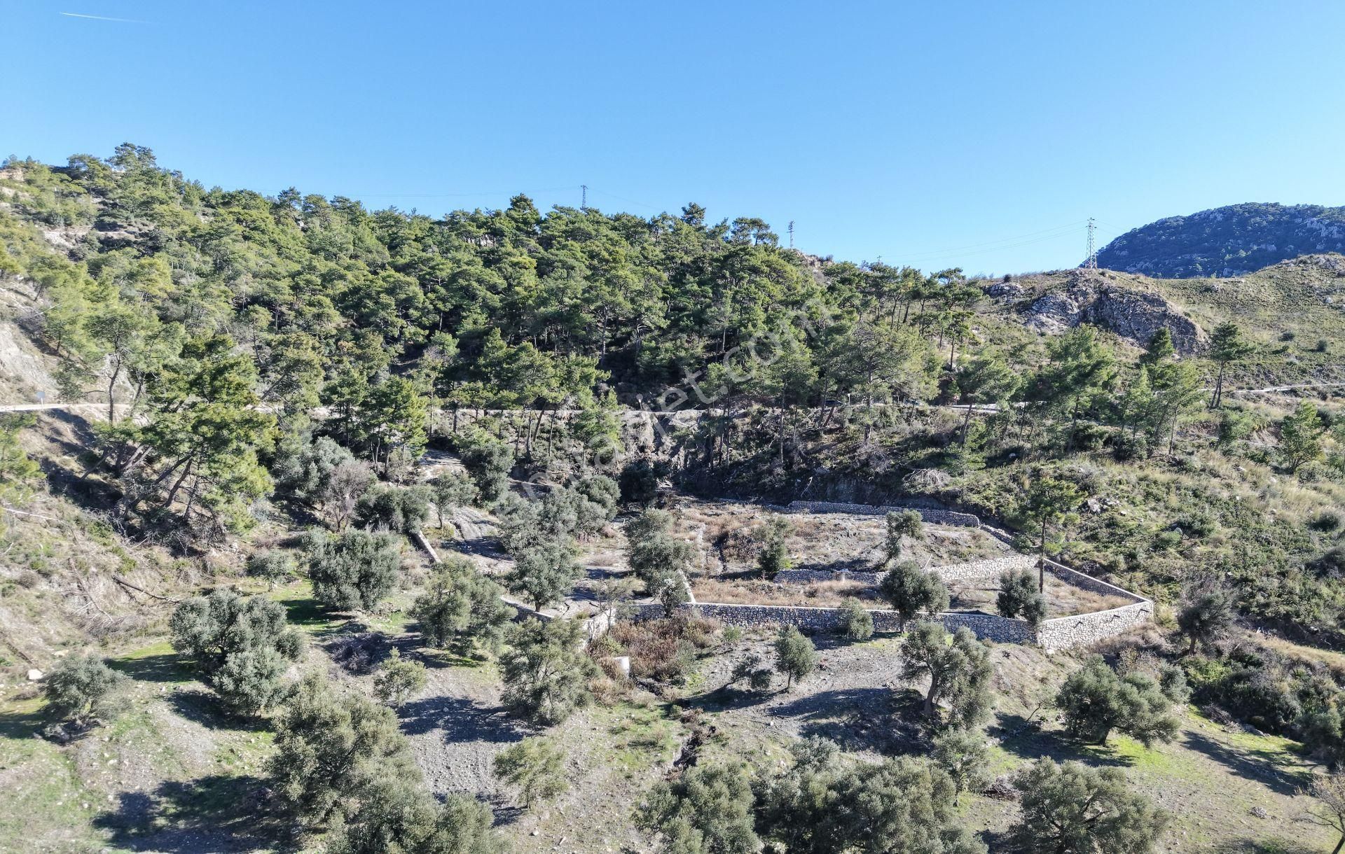 Datça Mesudiyede Panoramik Deniz Manzaralı 7.609m² Zeytinlik - Görsel 27