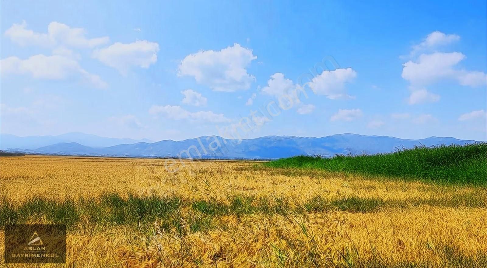 Aydın'da Kaçırılmayacak Yatırımlık 3000 M2 Tarla