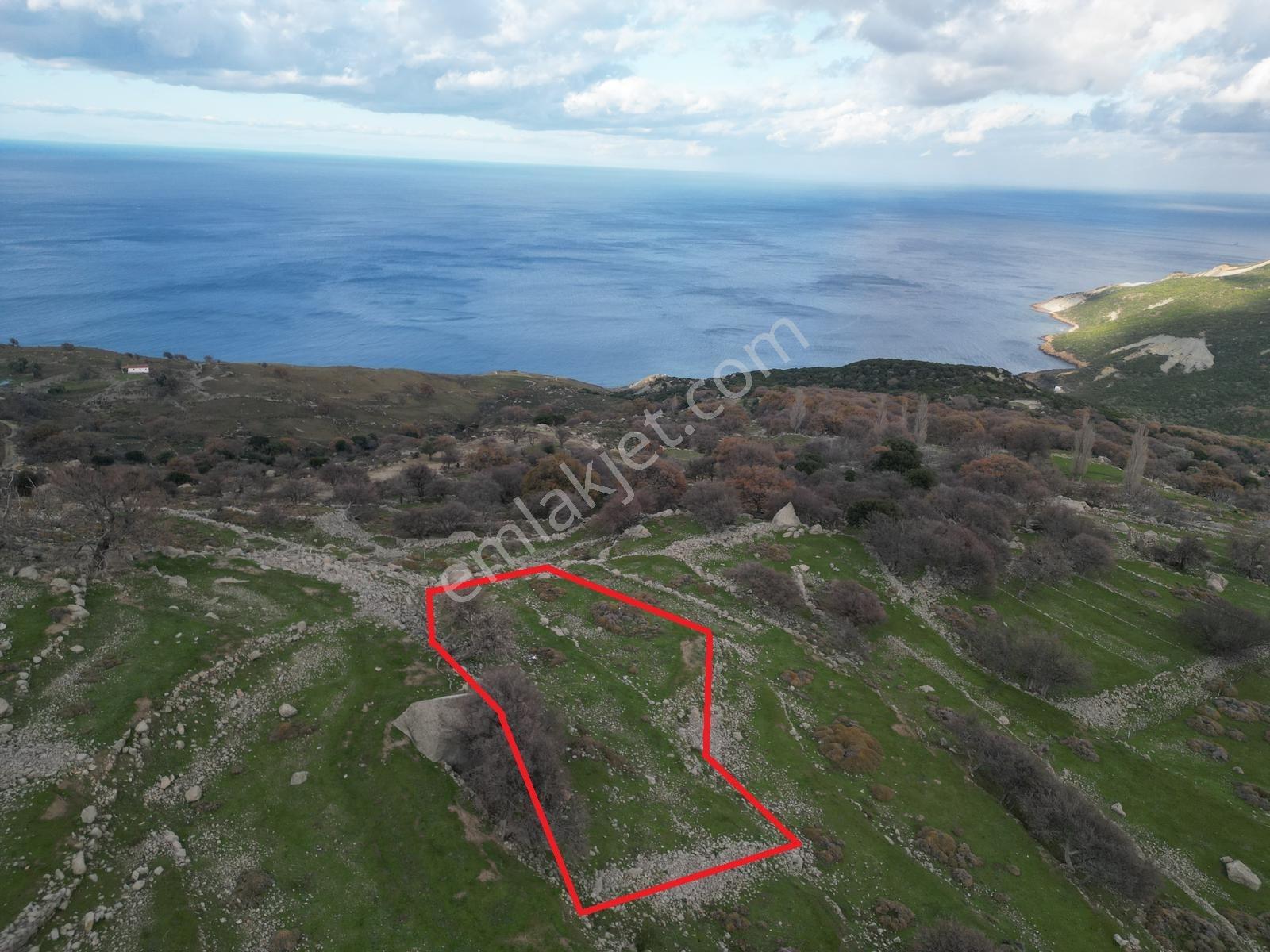 İmroz Emlak'tan Tepeköy Çınar Altında Deniz Manzaralı Arazi - Görsel 2