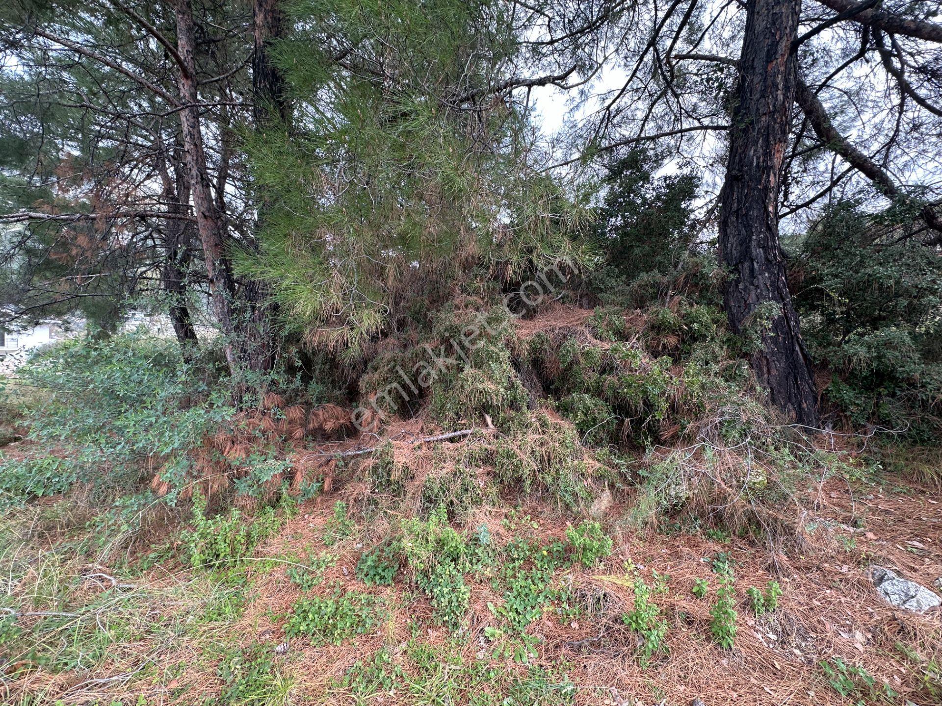 Goldhouse Dan Satılık Üzümlü De 20/40 İmarlı 500 M2 Arsa - Görsel 24