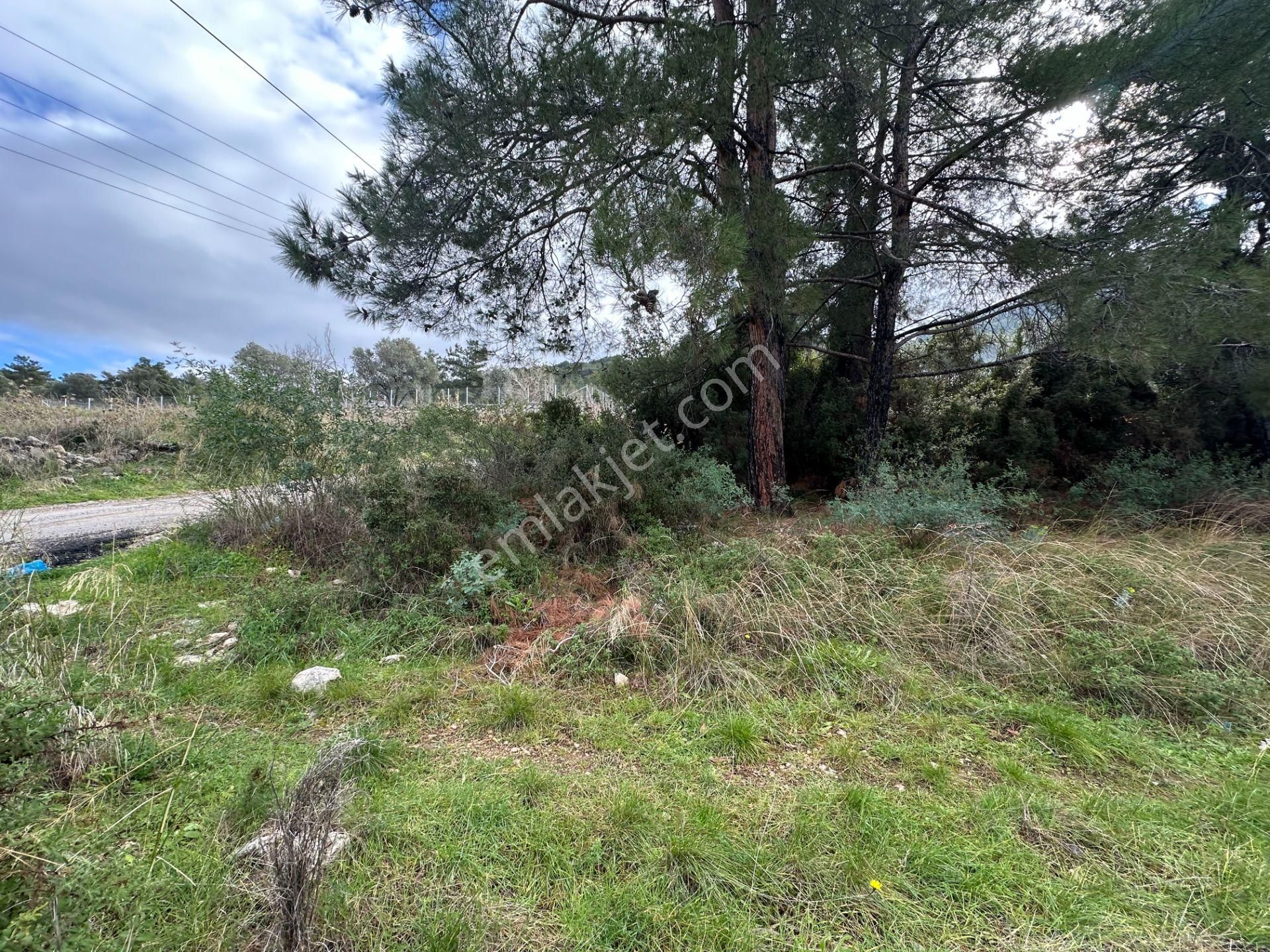 Goldhouse Dan Satılık Üzümlü De 20/40 İmarlı 500 M2 Arsa - Görsel 4