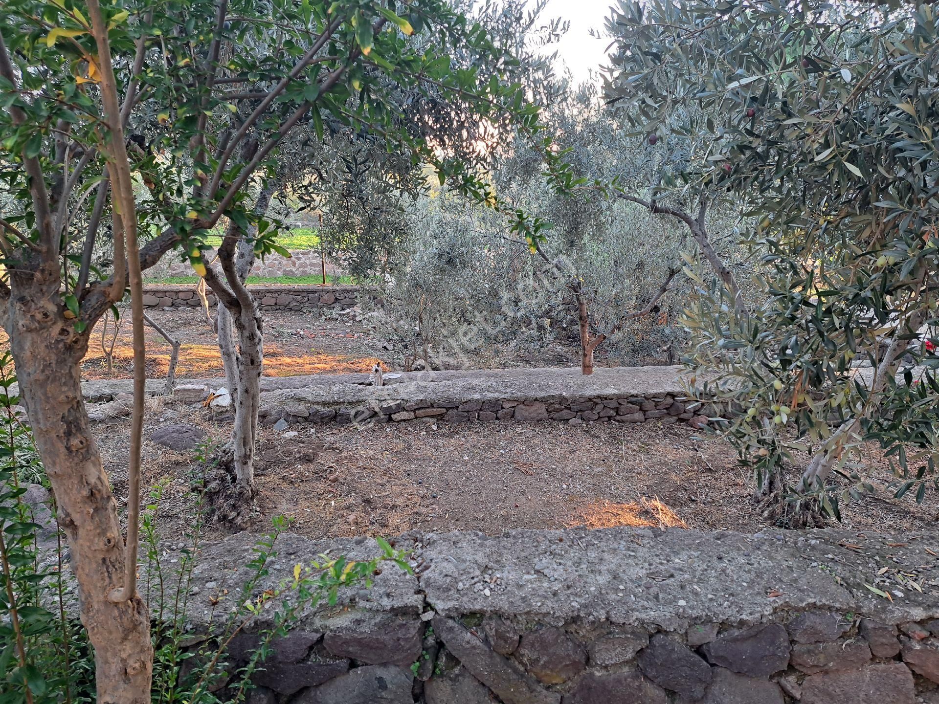 Dikili Nebiler Köyünde İmarlı Arsa - Görsel 15