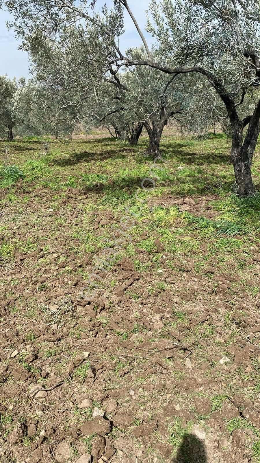 İzmir Dikilide 5.295 M2 Bakımlı Zeytinlik - Görsel 6