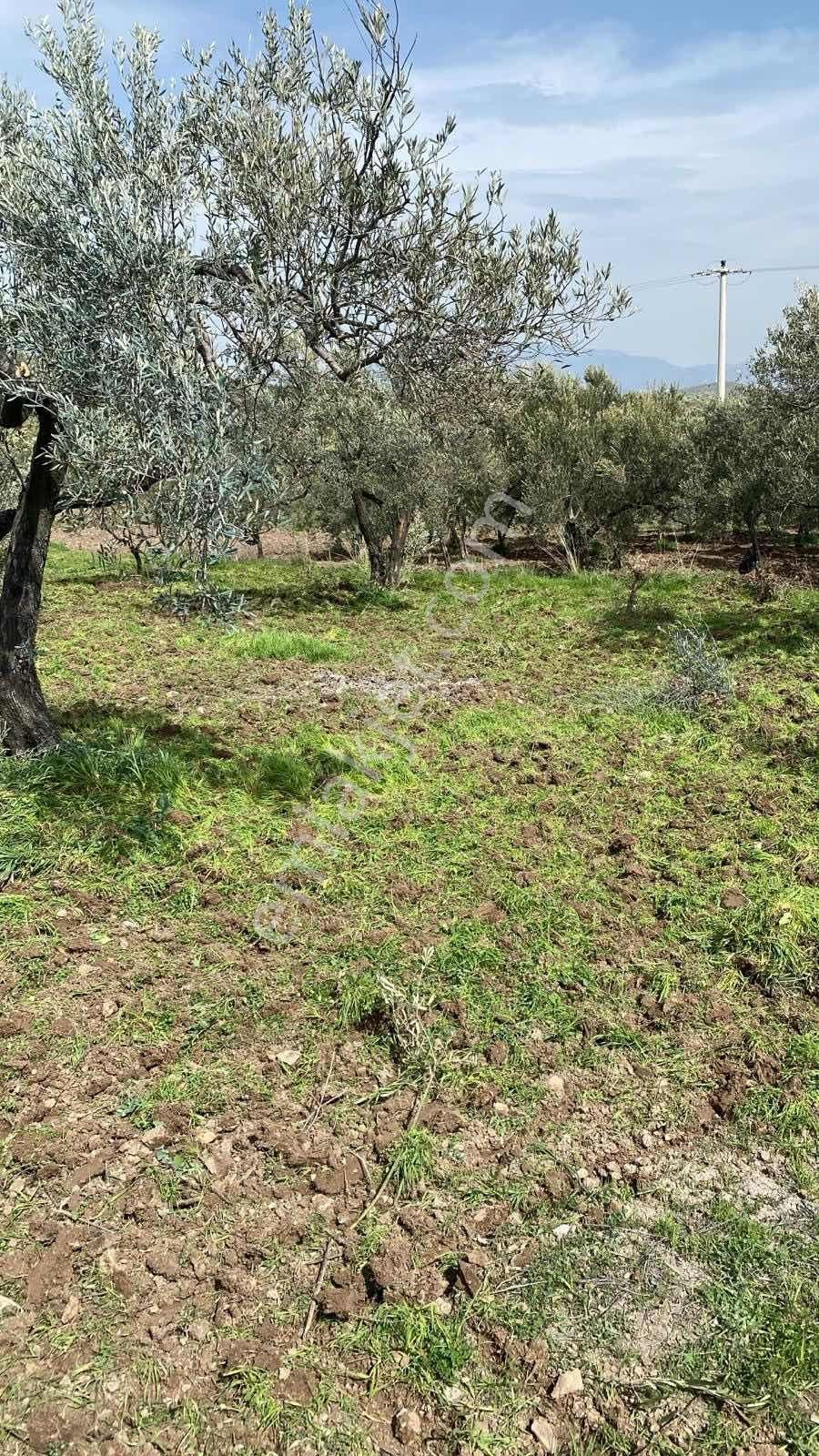 İzmir Dikilide 5.295 M2 Bakımlı Zeytinlik - Görsel 2