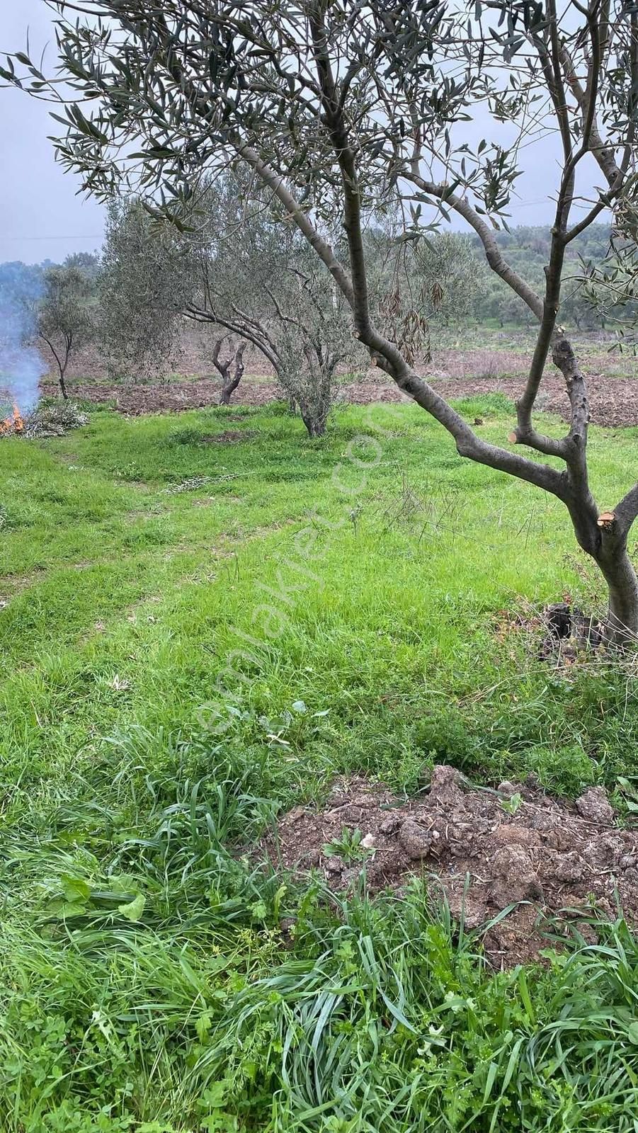 İzmir Dikilide 5.295 M2 Bakımlı Zeytinlik - Görsel 9