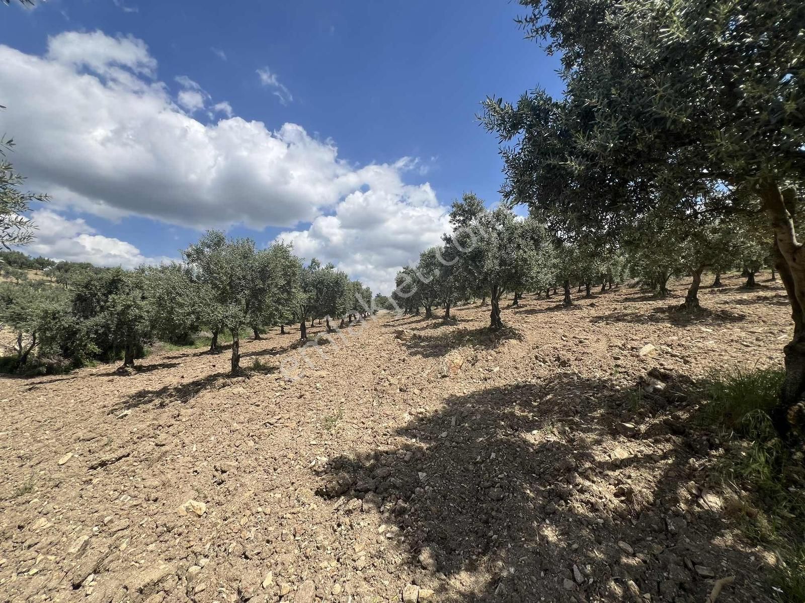 Manisa Kırkağaç'ta____ Anayola 300 M Mesafede Bakımlı Zeytinlik - Görsel 10