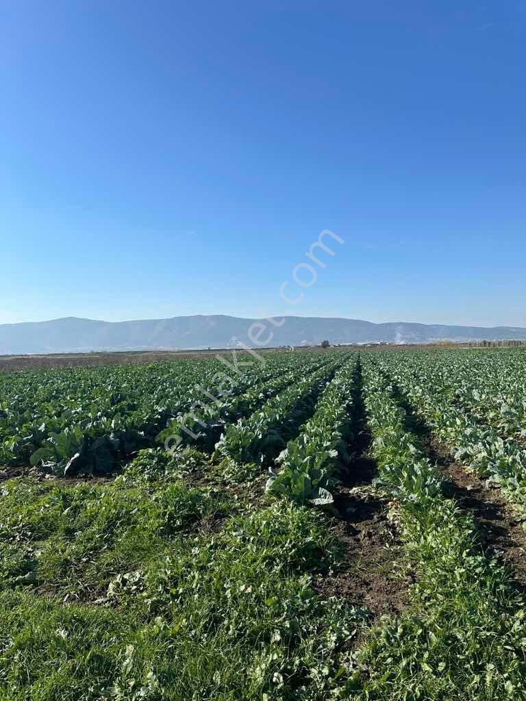 İzmir Torbalı Pamukyazı Yatırımlık Verimli Tarla - Görsel 3