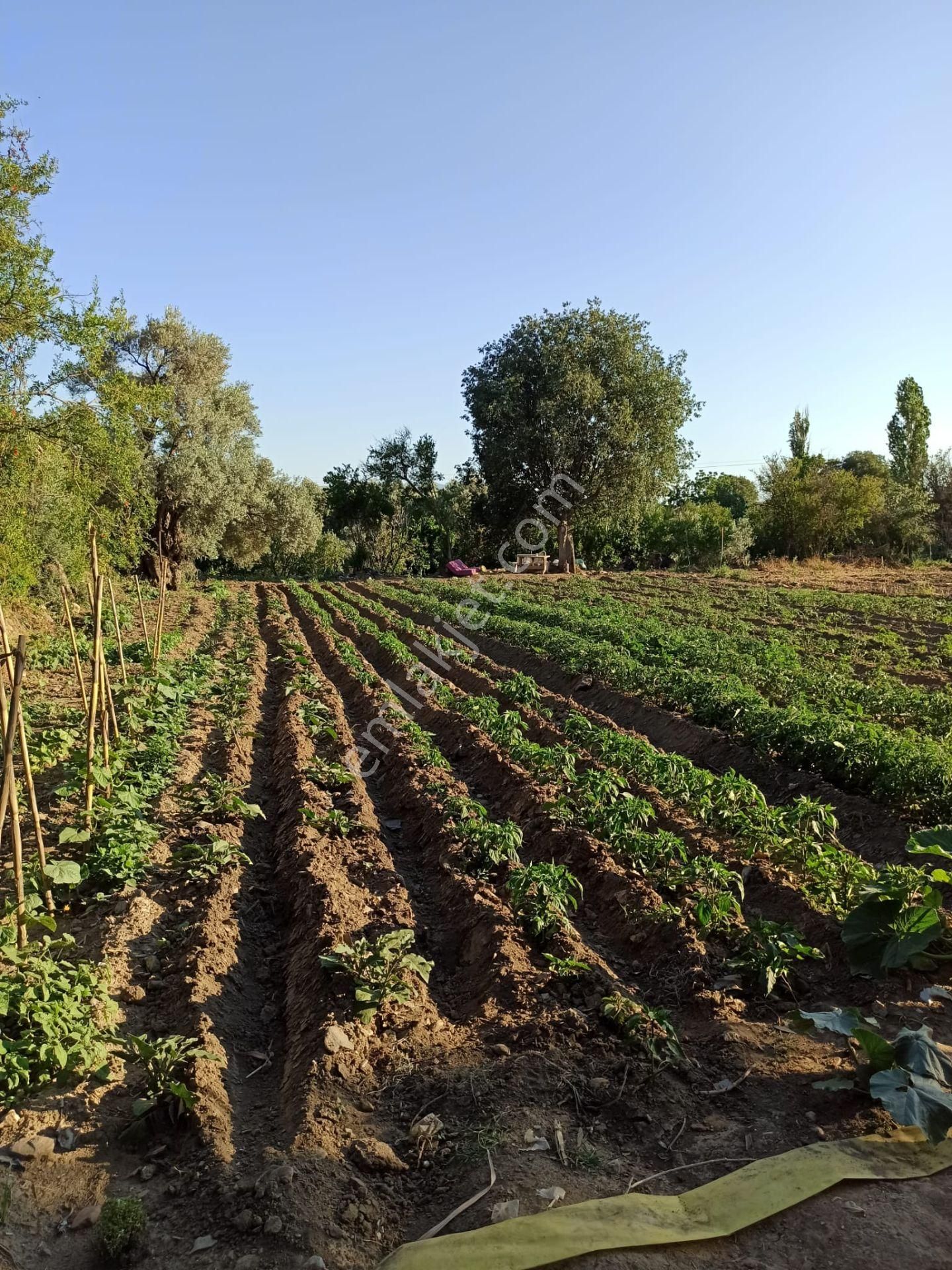 İzmir Bayındır Zeytinova Köyün Merkezinde Acil Satılık 825 M2 Bağ.bahçe