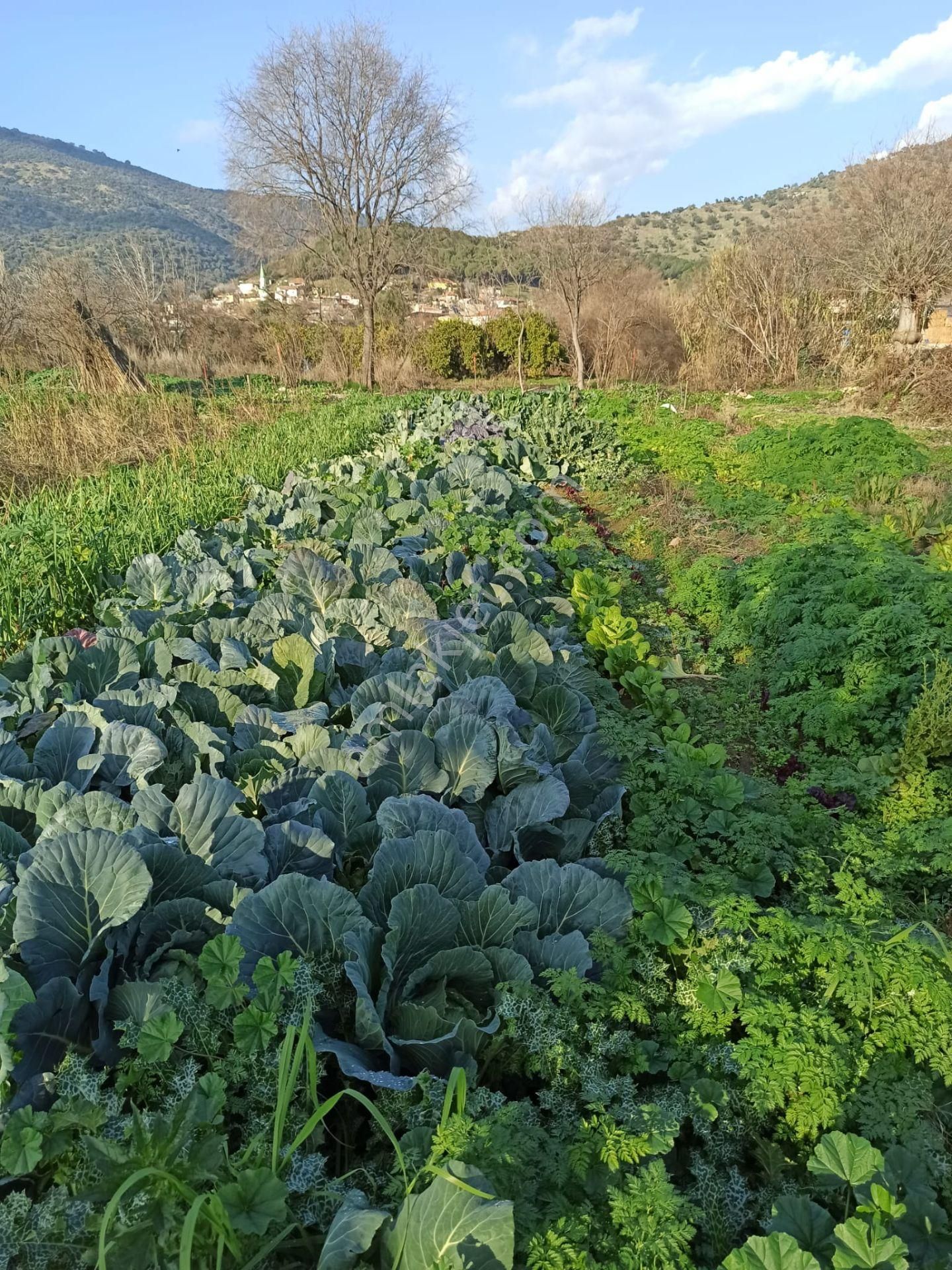 İzmir Bayındır Zeytinova Köyün Merkezinde Acil Satılık 825 M2 Bağ.bahçe - Görsel 2