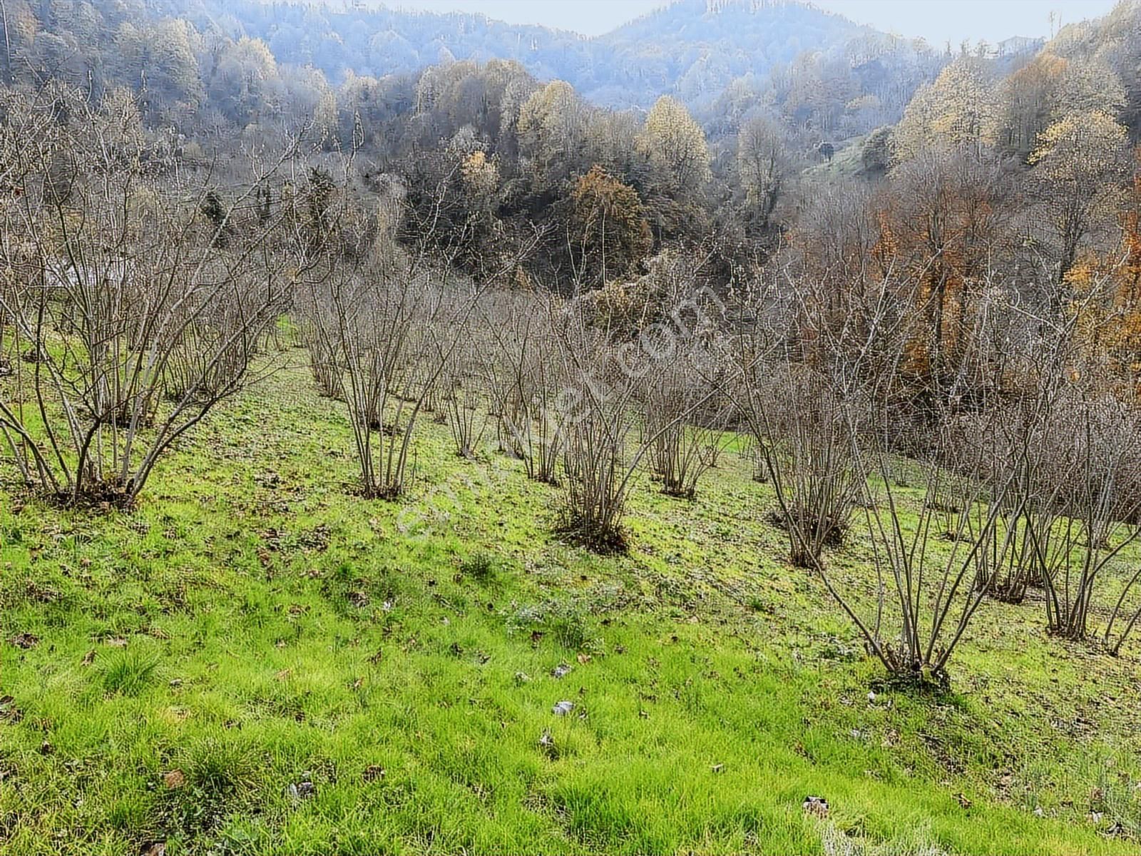Villaların Dibinde İmar Sınırında Yol Mevcut 4 Dönüm Bahçe - Görsel 33