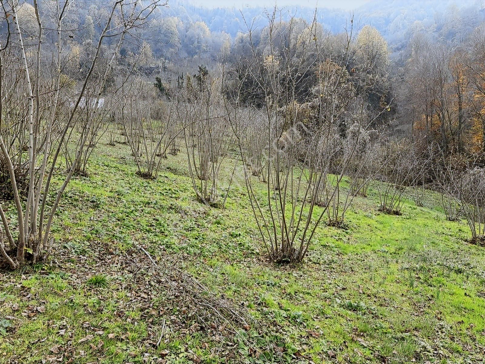 Villaların Dibinde İmar Sınırında Yol Mevcut 4 Dönüm Bahçe - Görsel 6