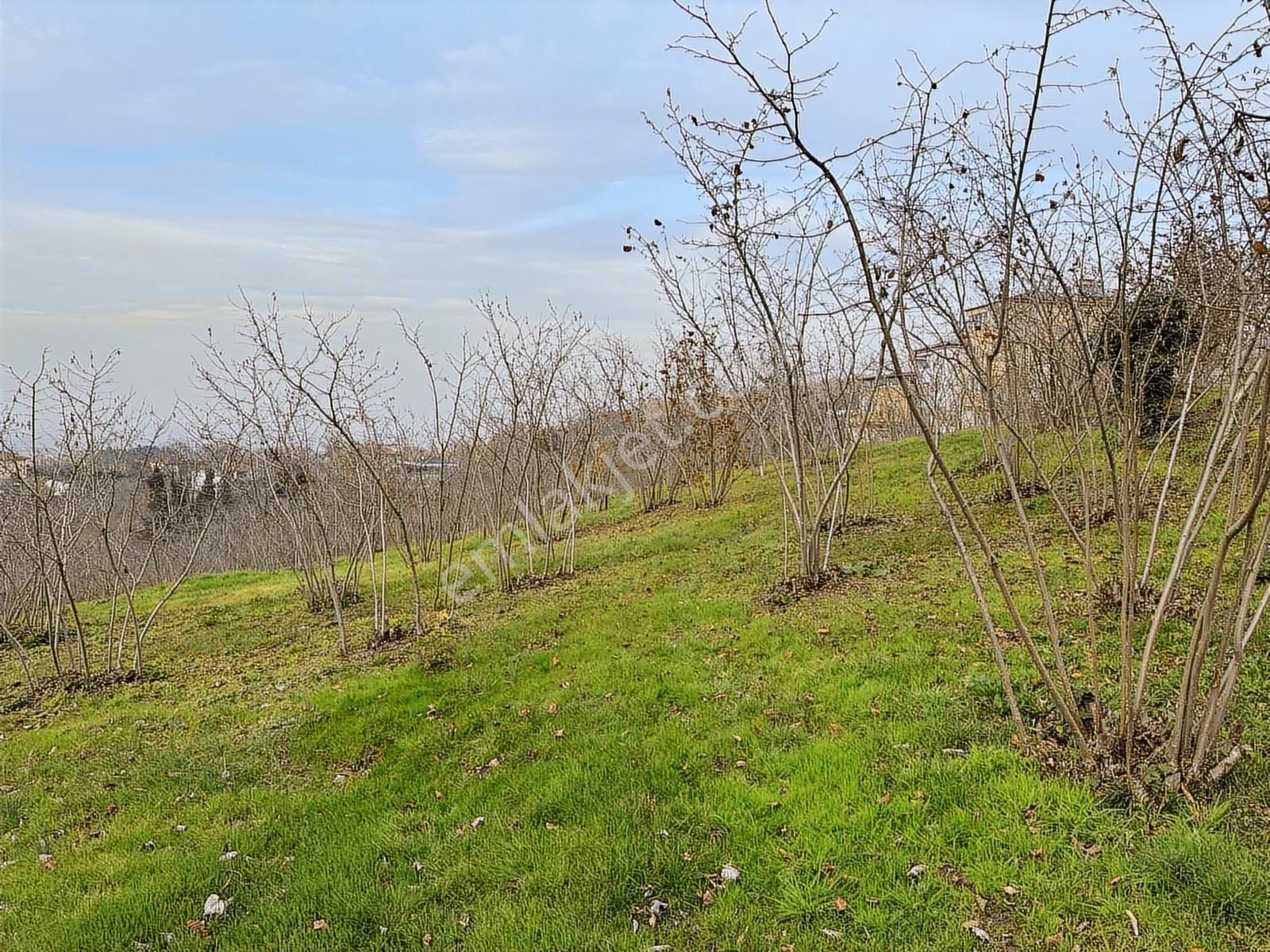 Villaların Dibinde İmar Sınırında Yol Mevcut 4 Dönüm Bahçe - Görsel 29