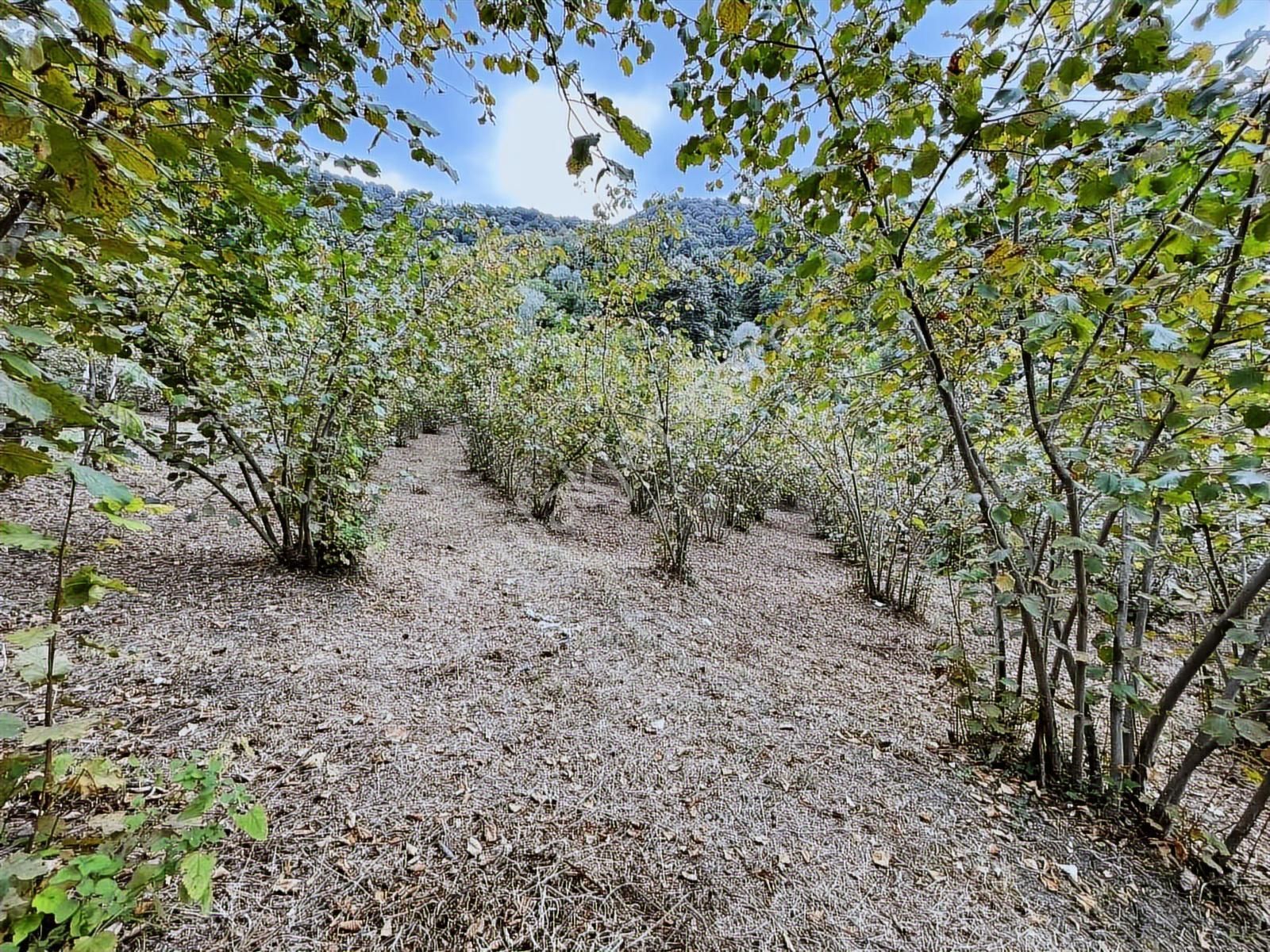 Villaların Dibinde İmar Sınırında Yol Mevcut 4 Dönüm Bahçe - Görsel 10