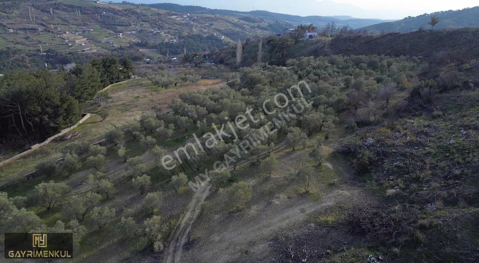 7800 M2 Tek Tapu Kadastral Yola Cepheli Zeytinlik - Görsel 8