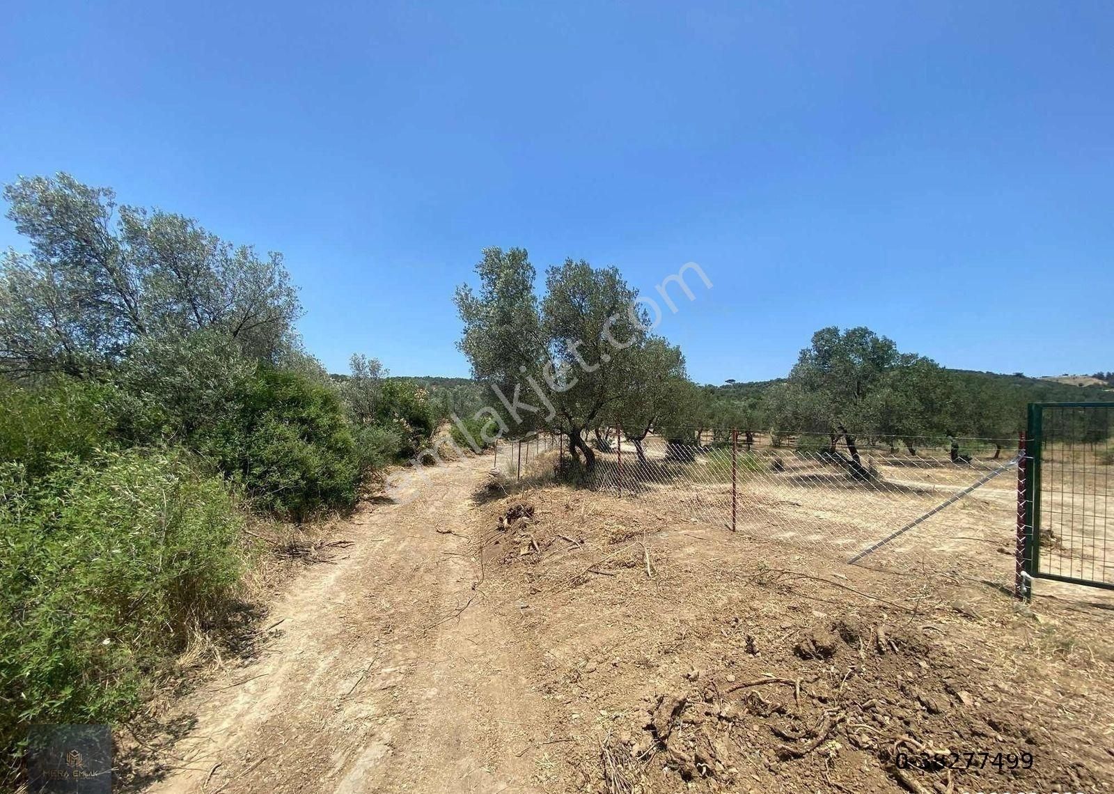 Mera Emlak'tan Havran Tepeoba Müstakil Tapulu 1800 M2 Zeytinlik - Görsel 10