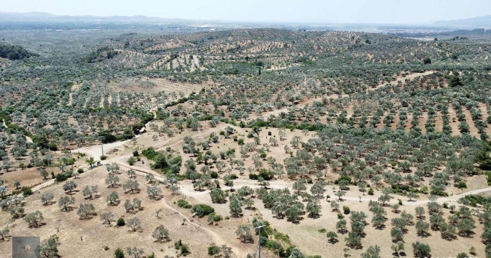 Mera Emlak'tan Havran Tepeoba Müstakil Tapulu 1800 M2 Zeytinlik - Görsel 6