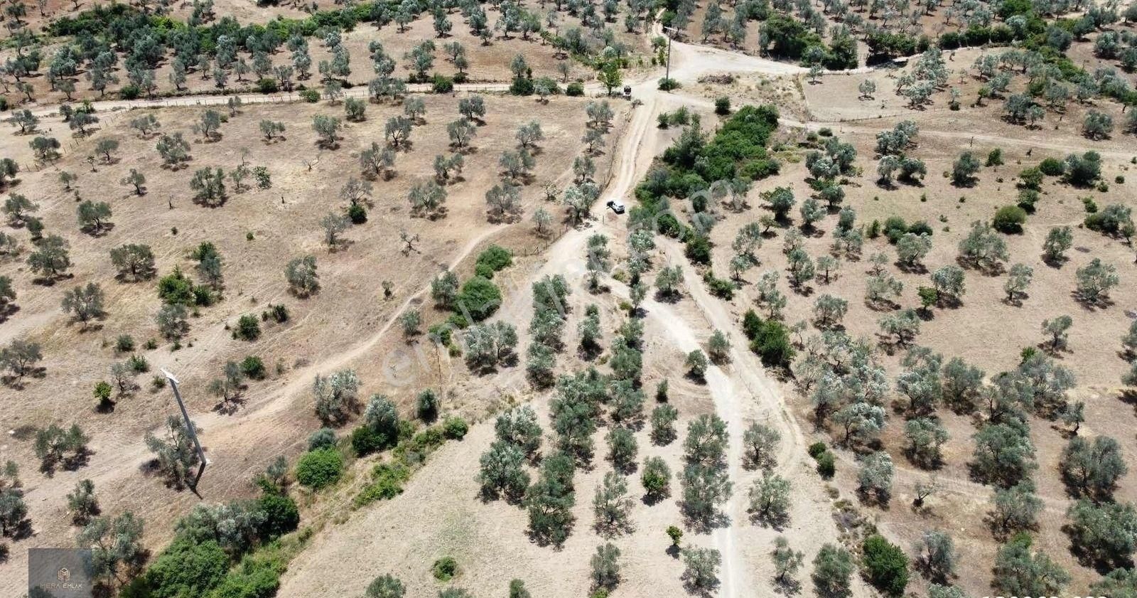 Mera Emlak'tan Havran Tepeoba Müstakil Tapulu 1800 M2 Zeytinlik - Görsel 24