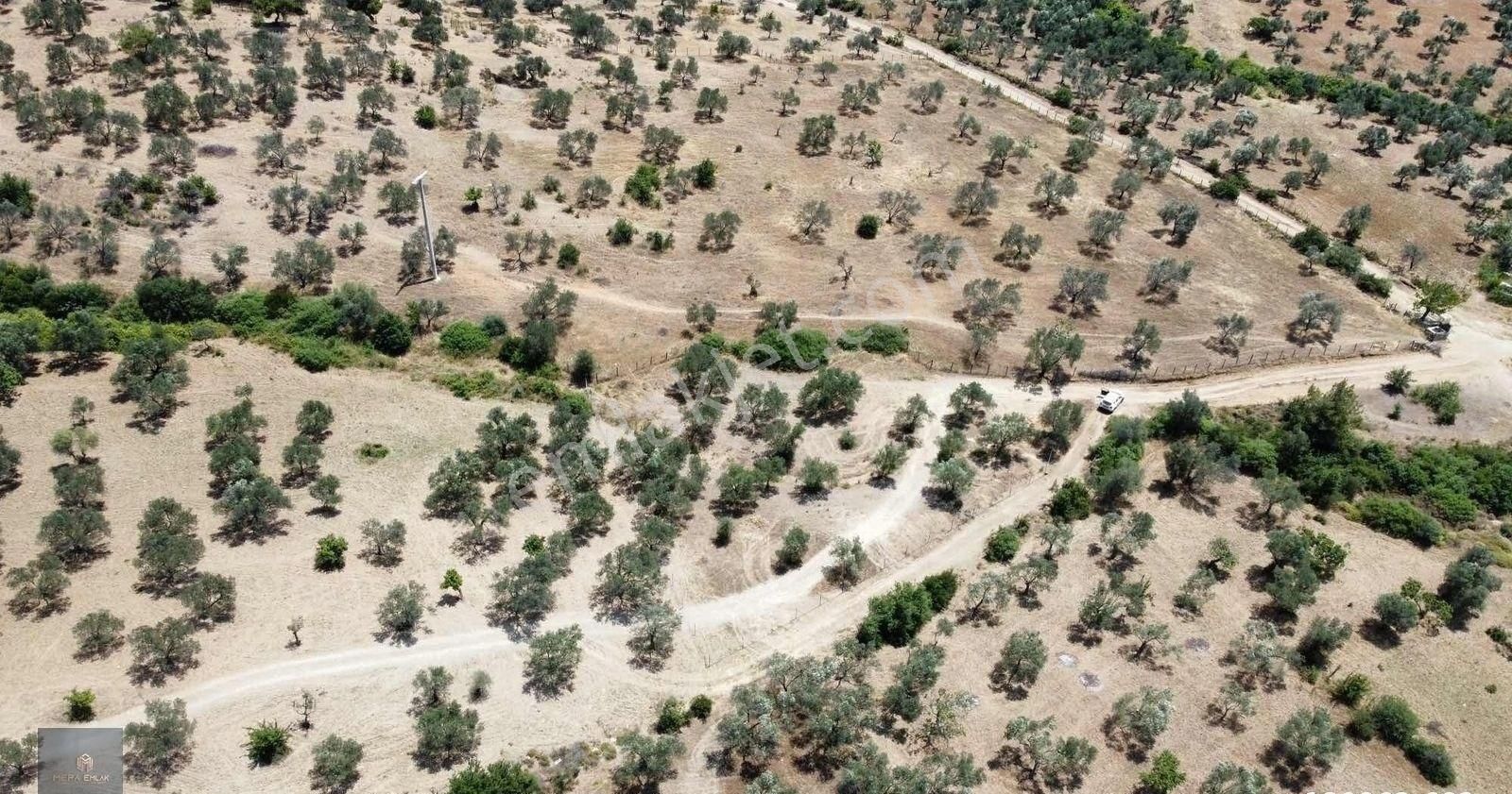 Mera Emlak'tan Havran Tepeoba Müstakil Tapulu 1800 M2 Zeytinlik - Görsel 30