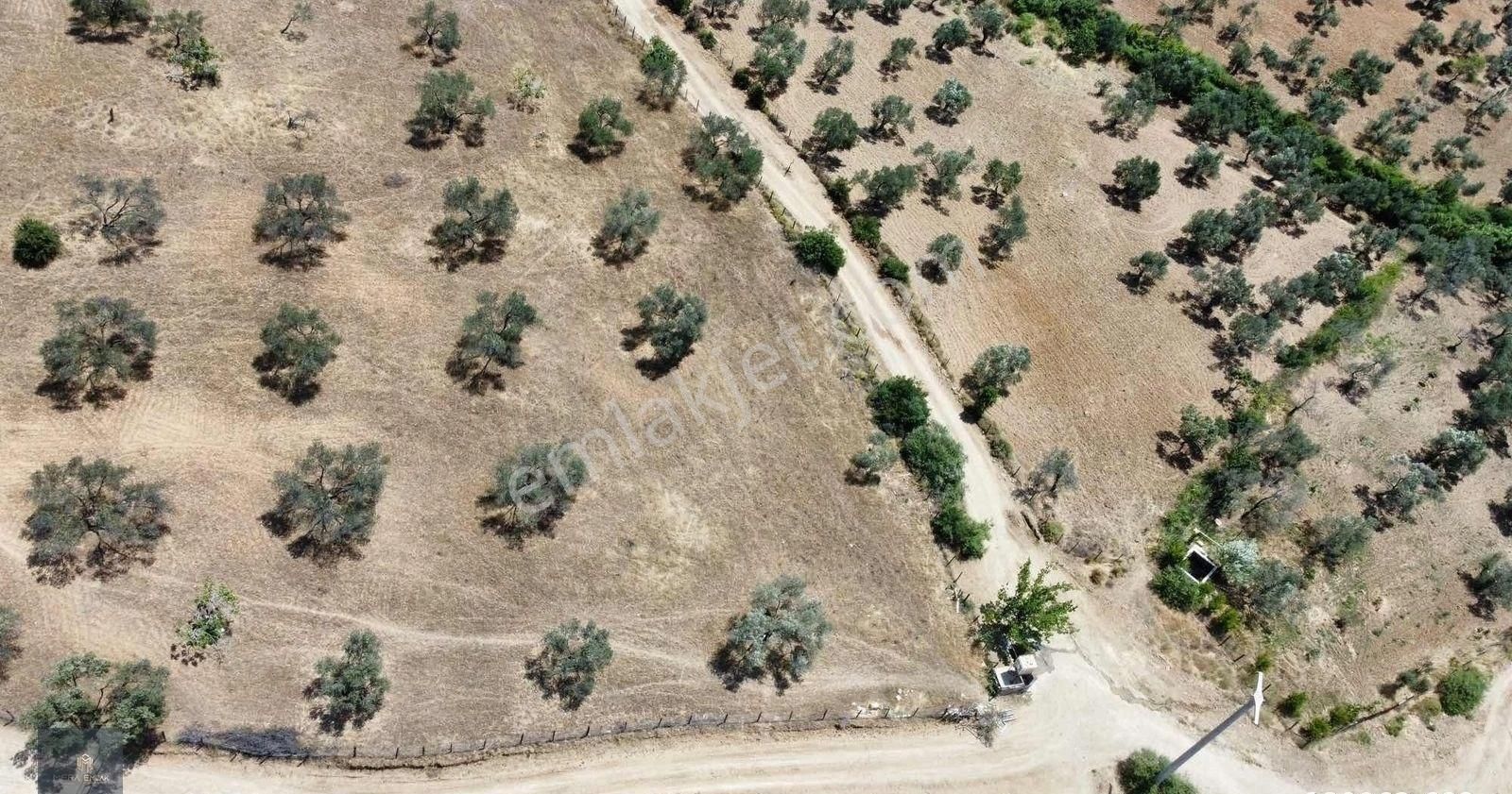 Mera Emlak'tan Havran Tepeoba Müstakil Tapulu 1800 M2 Zeytinlik - Görsel 18