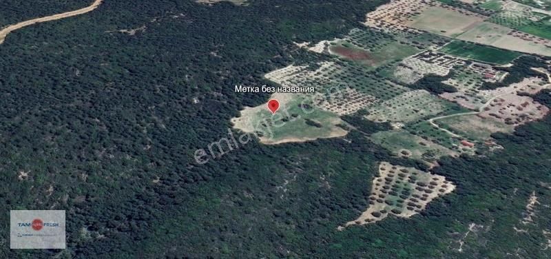 Urla Özbekte Orman Kıyısında 15 Dönüm Satılık Zeytinlik - Görsel 4