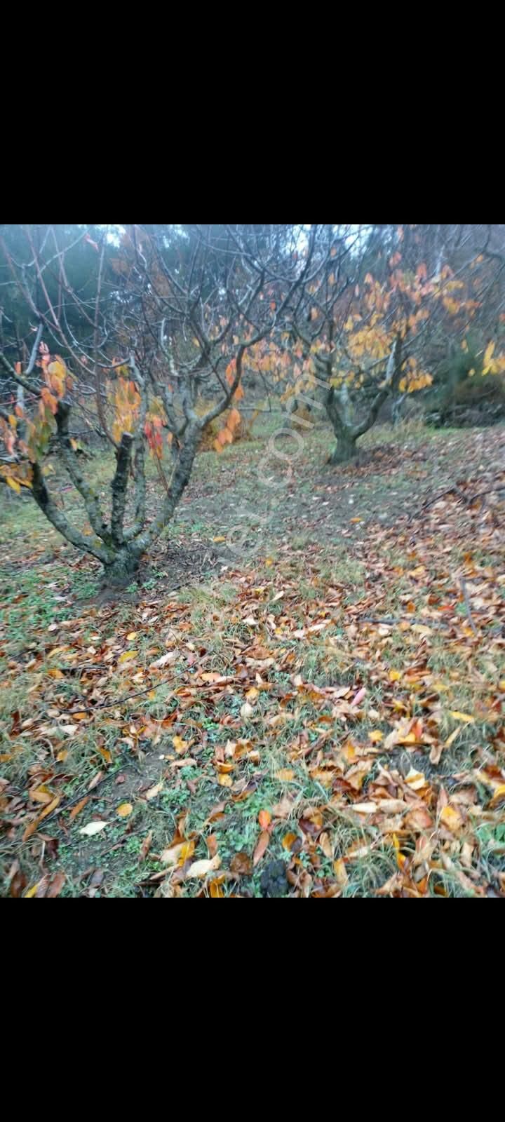 İzmir Torbalı Gold Emlaktan Satılık Bahçe - Görsel 2