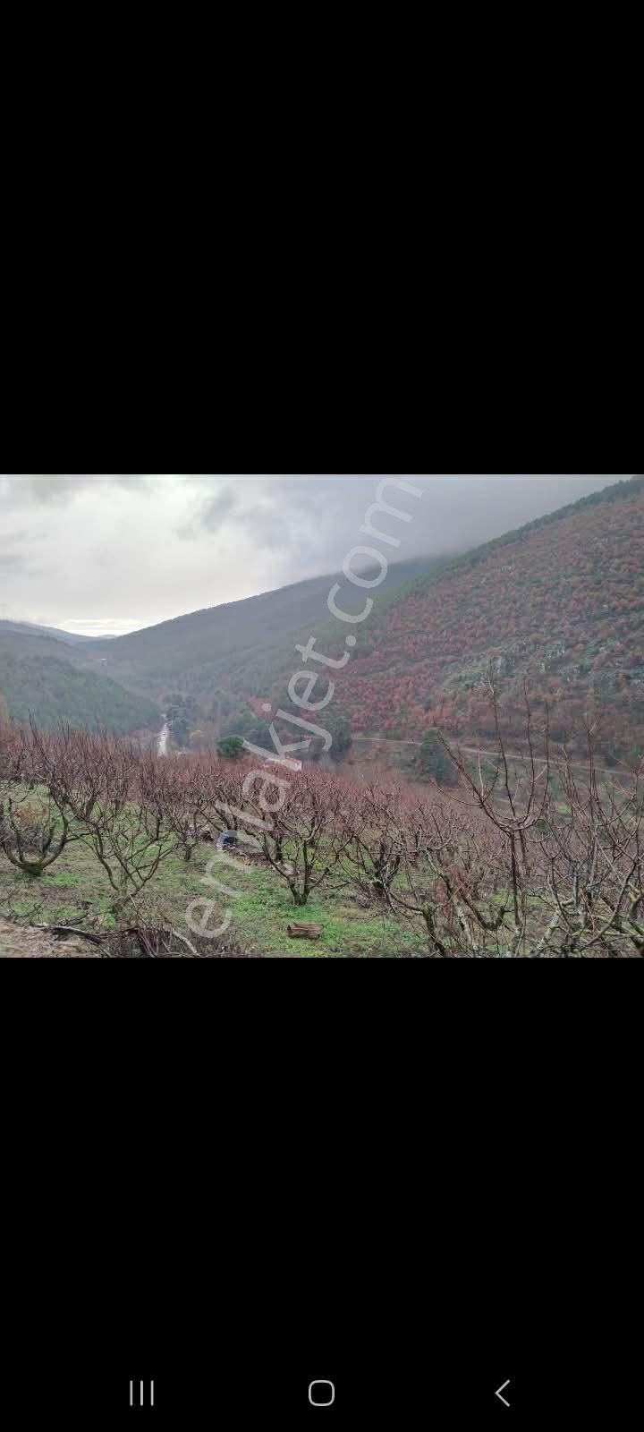 İzmir Torbalı Gold Emlaktan Satılık Bahçe - Görsel 4