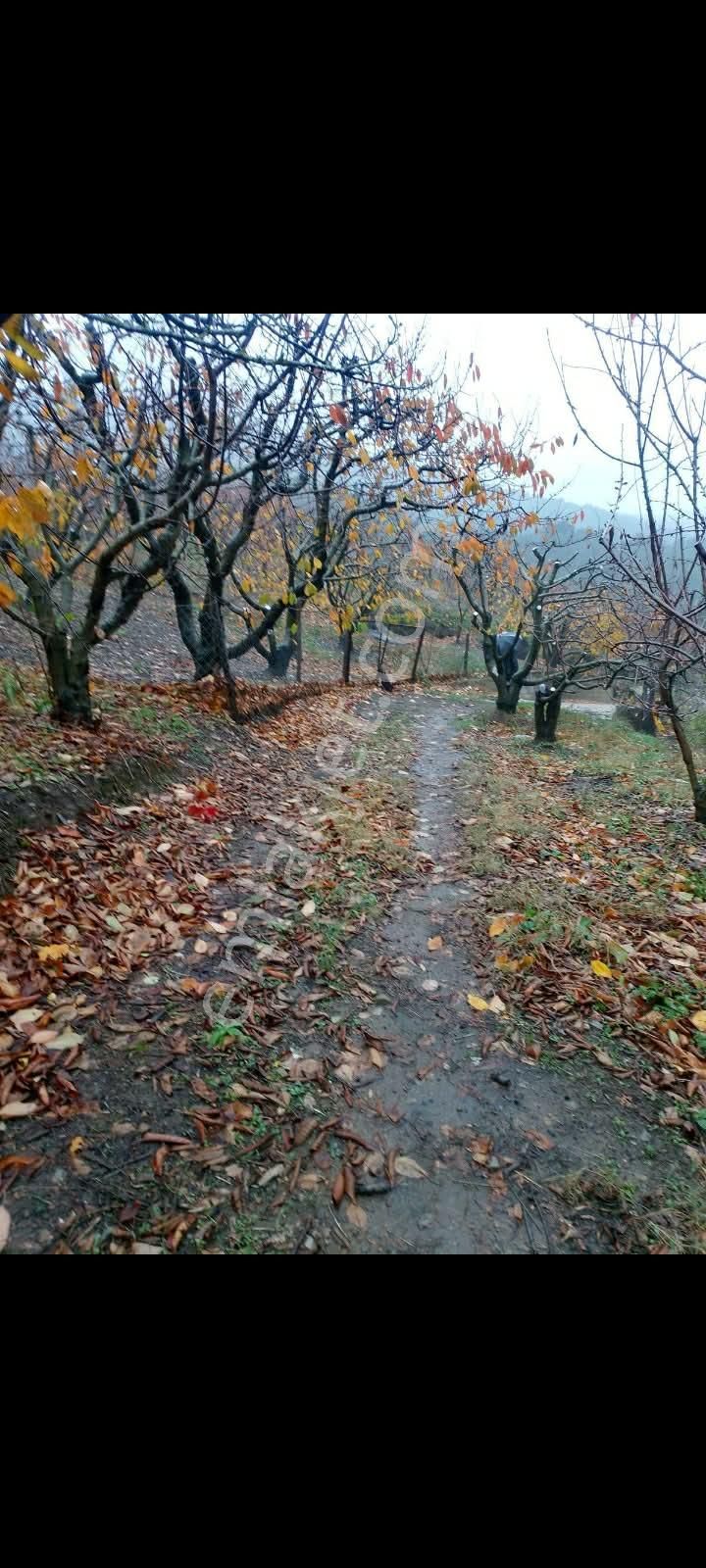 İzmir Torbalı Gold Emlaktan Satılık Bahçe - Görsel 7