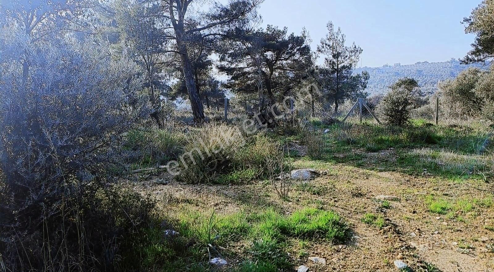 Çapak Satılık Mirastan Bülünme Yerimiz - Görsel 7