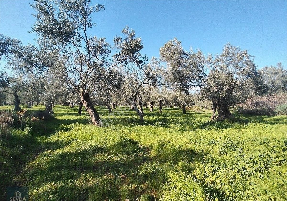 Taylıeli Köyünde Yatırıma Uygun Satılık Zeytinlik - Görsel 5