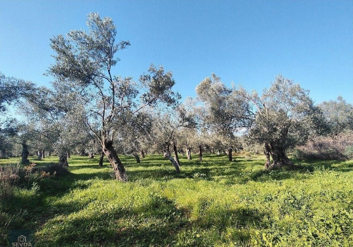 Taylıeli Köyünde Yatırıma Uygun Satılık Zeytinlik - Görsel 2